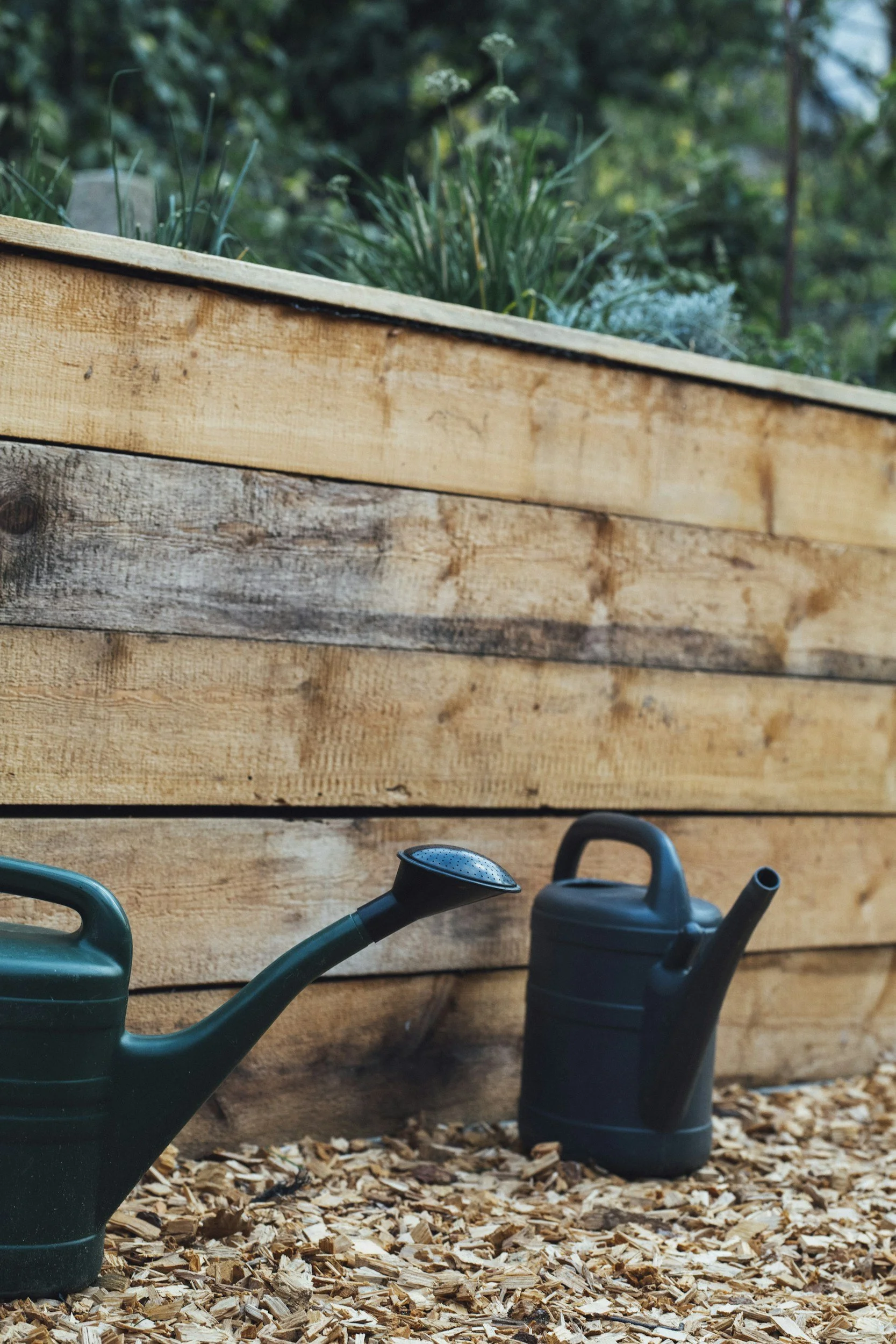 Cedar Raised Garden bed with watering can and leafy greens and herbs