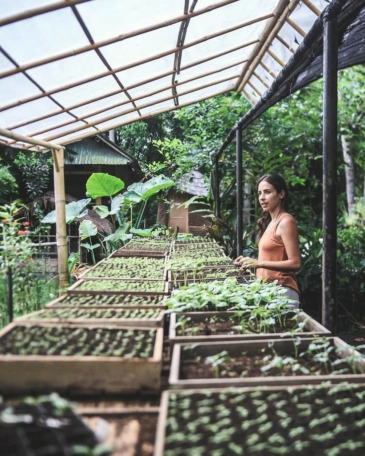 A woman in a greenhouse tending to rows of small seedlings planted in wooden trays. Large green leaves are visible in the background, and the greenhouse structure is made of bamboo and plastic.