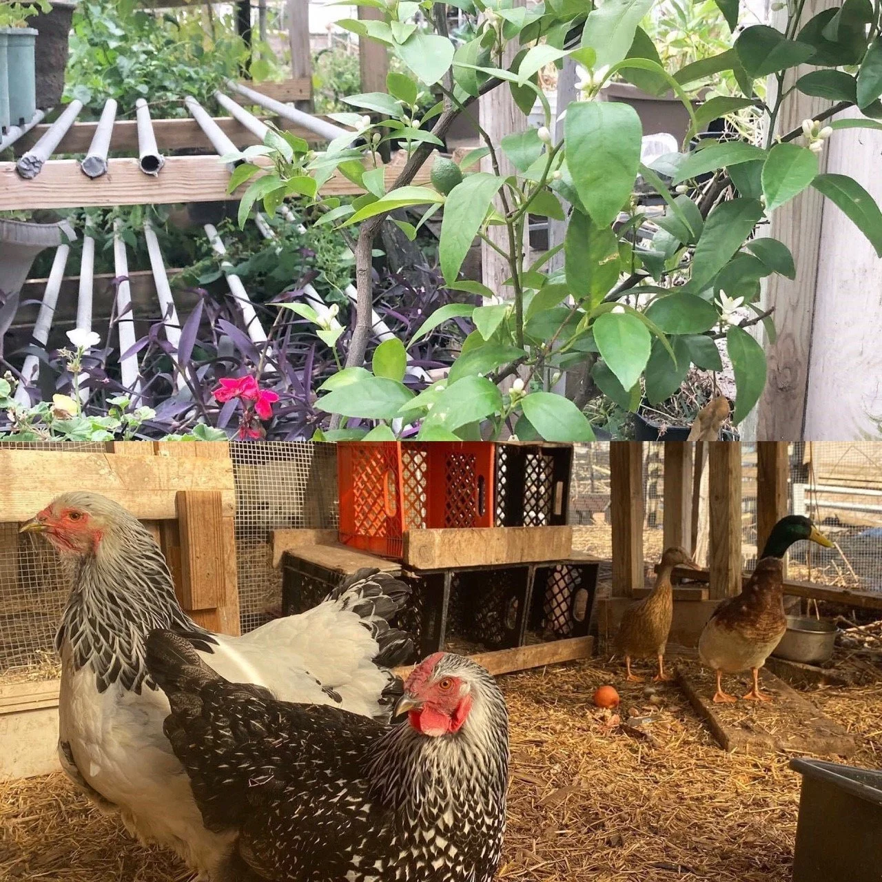 Ultimate Farm Collaborative | Join Our Green Revolution