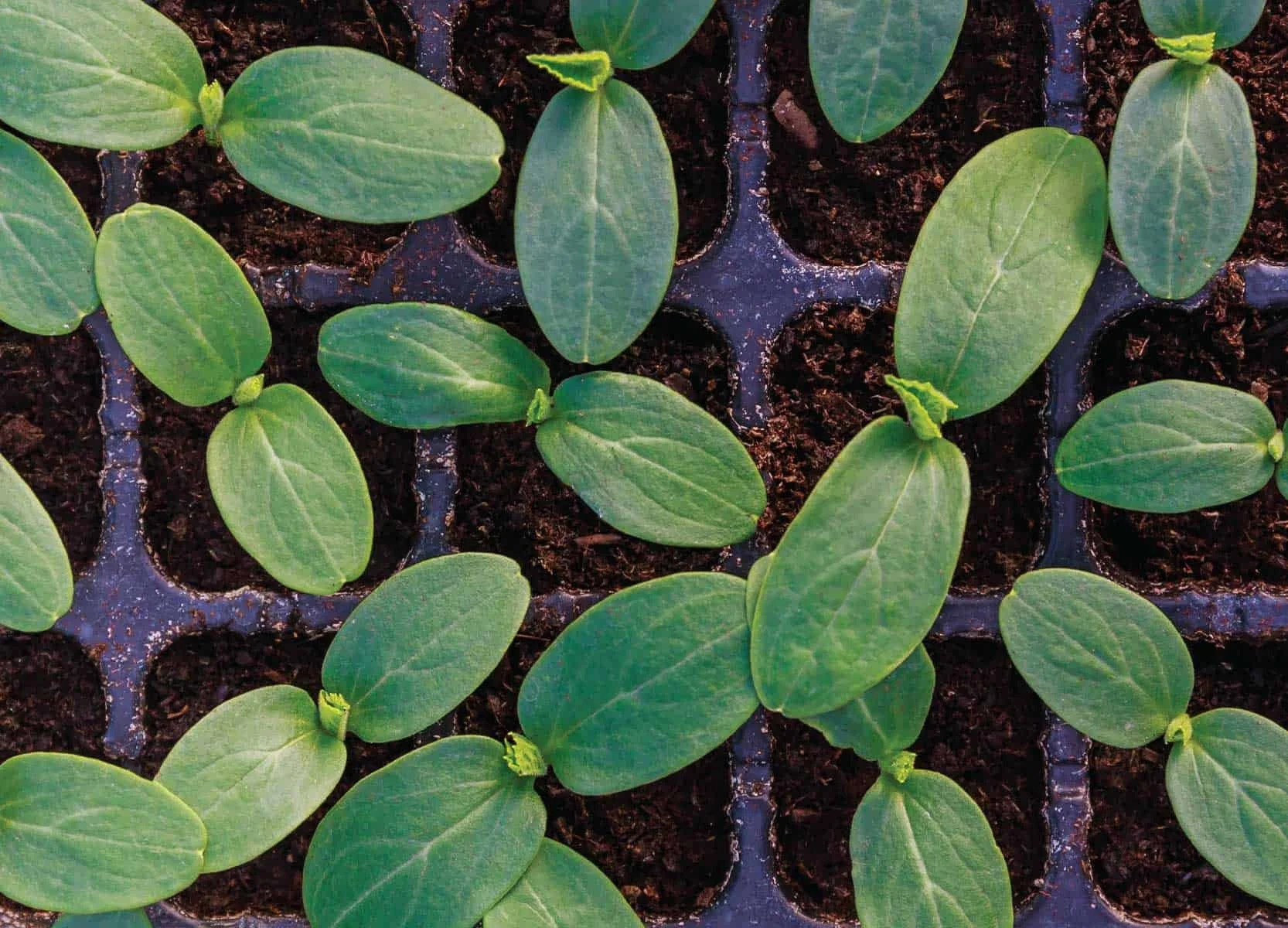 Cucumber starter plant