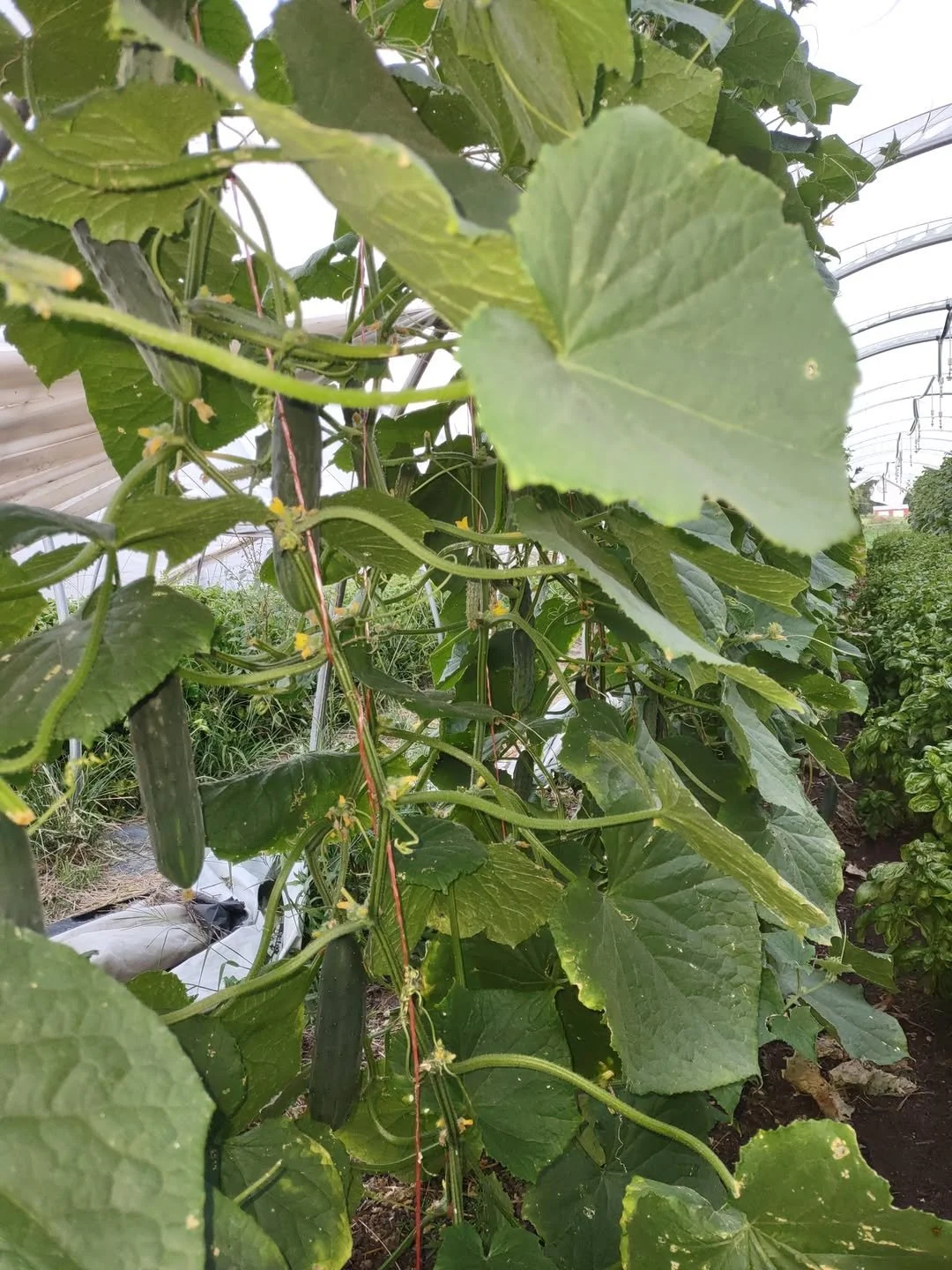 cucumber.jpg2.jpg