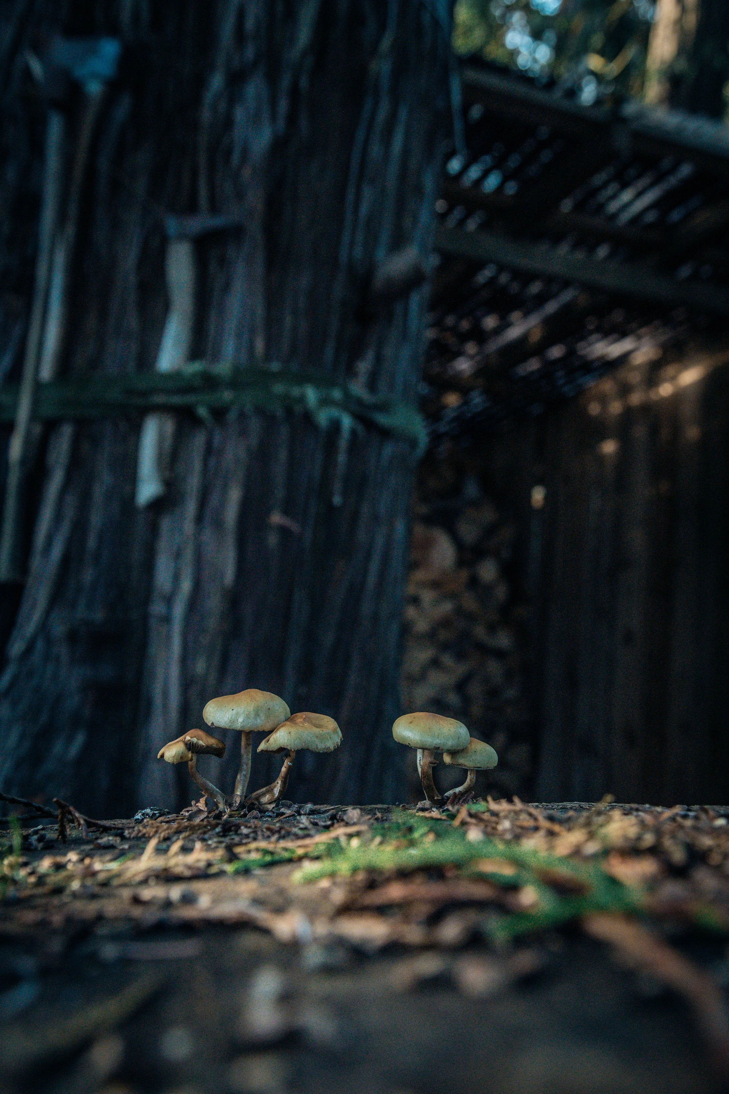 Martindale Mushrooms on a stump 4-6526.jpg