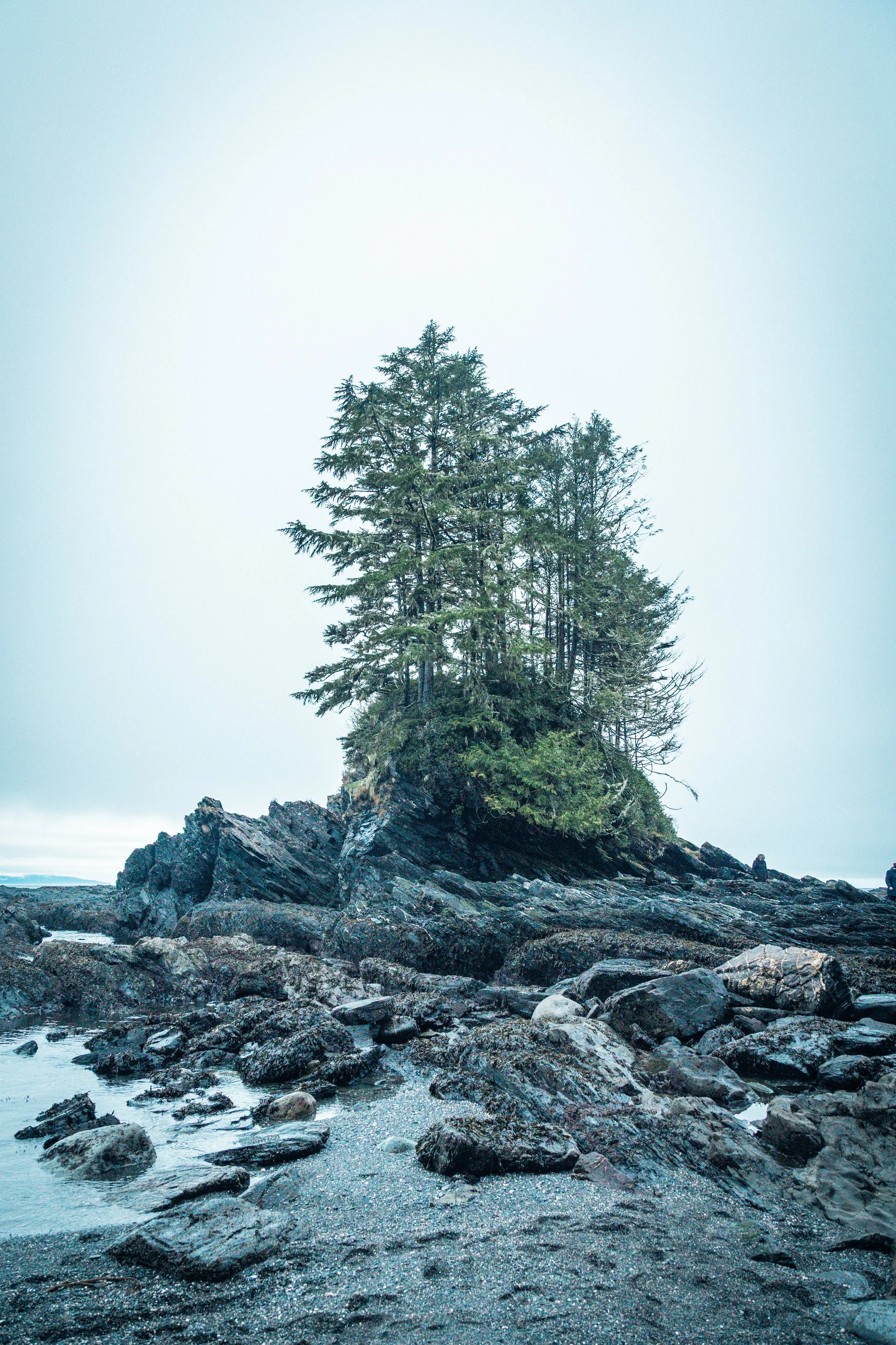 BOtany Bay Tree Island-5972.jpg