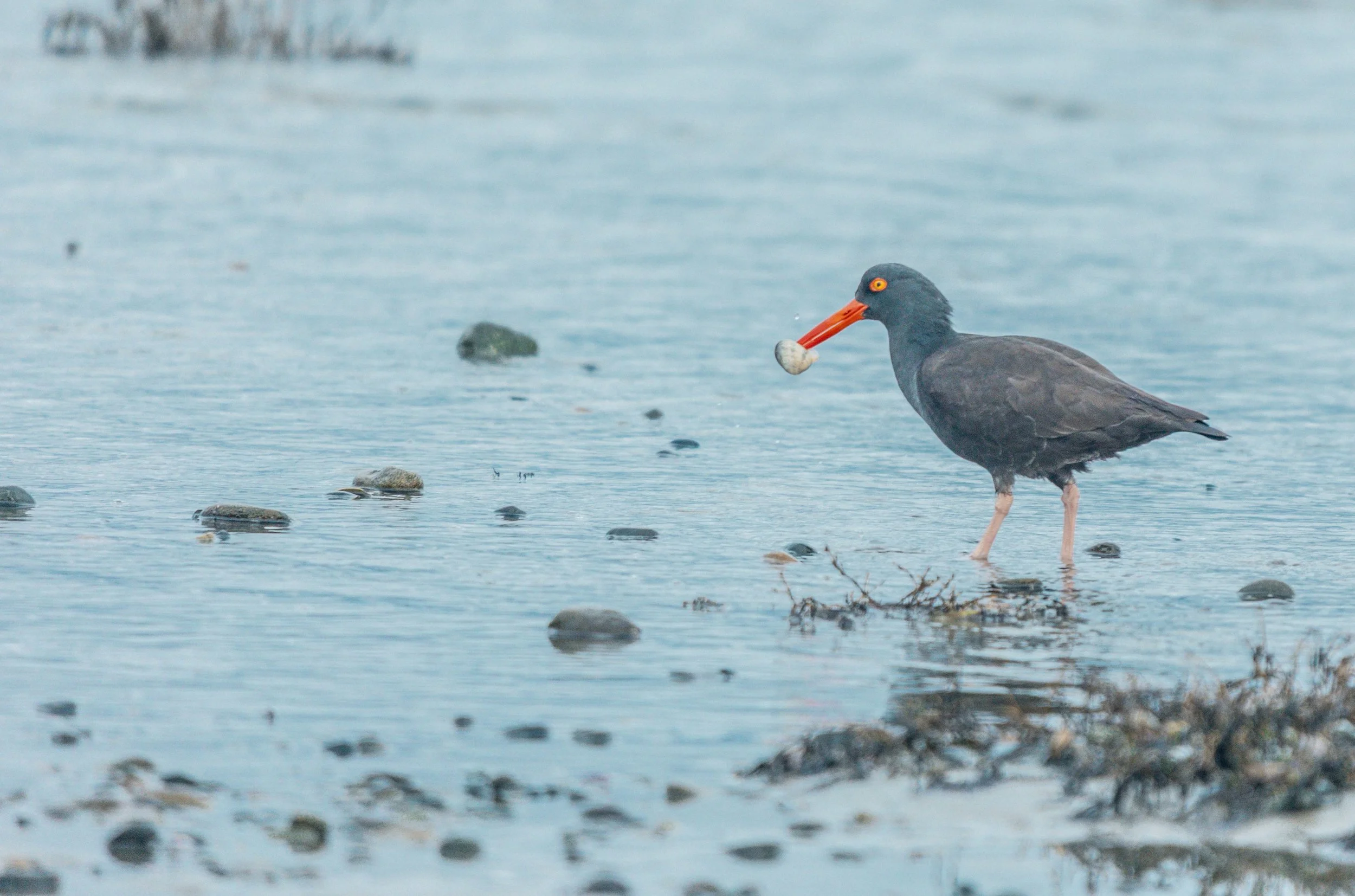 Oyster bird-0736.jpg