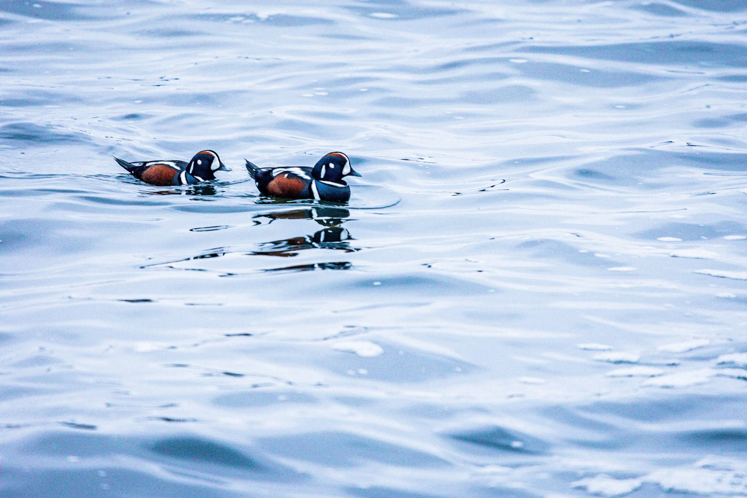 BOtany Bay Beauty Birds 2 NE MOMENT-6058.jpg