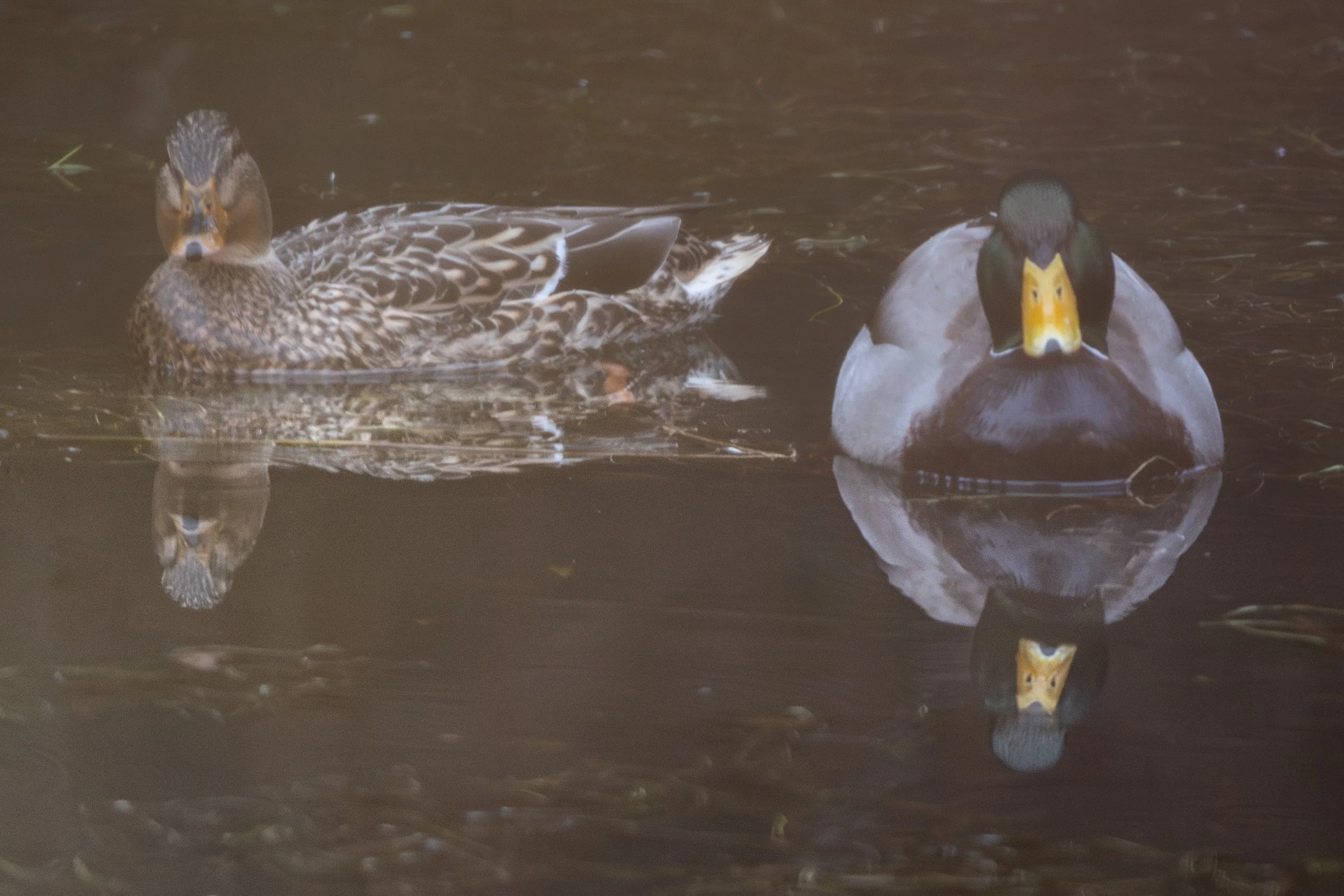 !* Mallard Reflection 2-3902.jpg