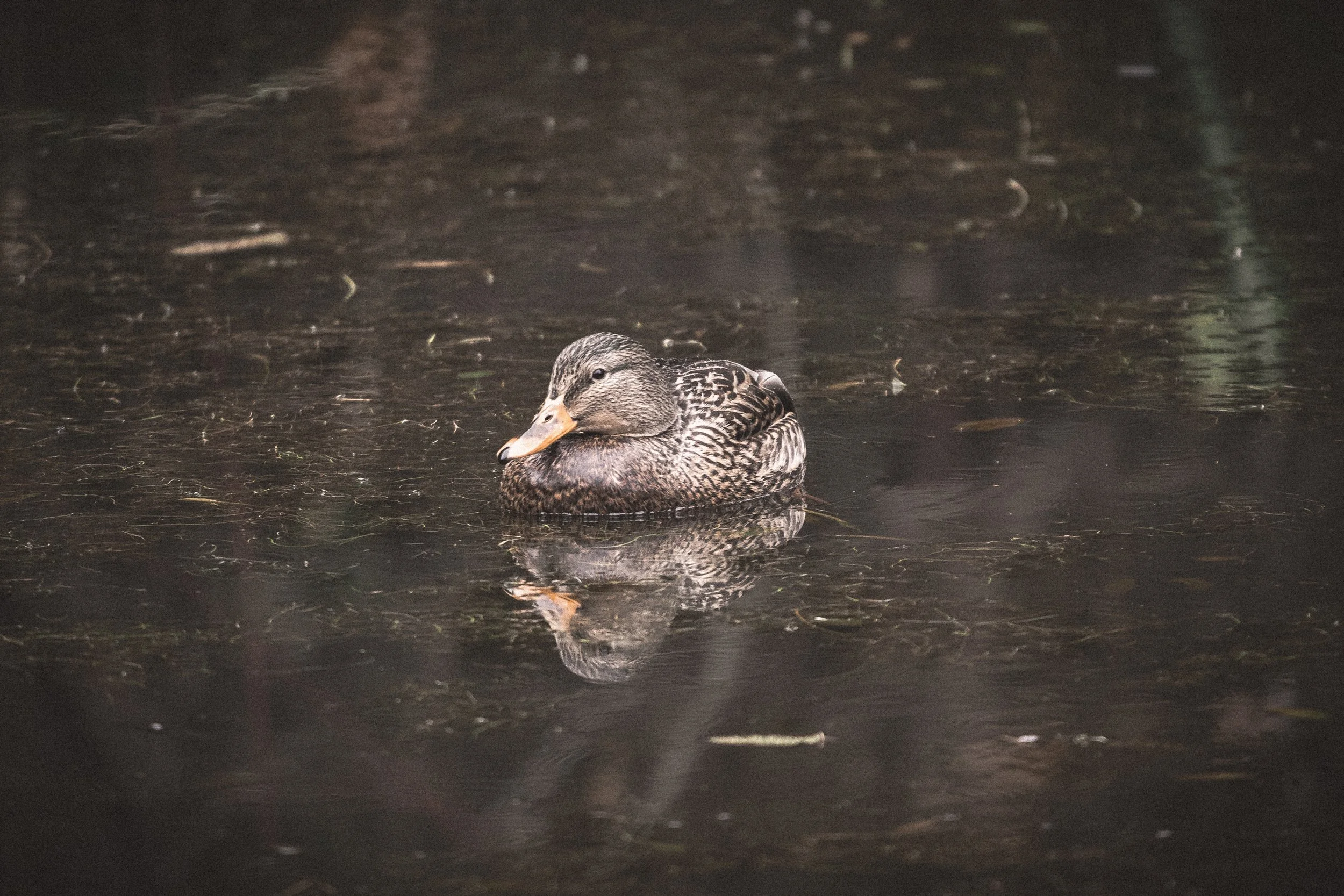 Little Duck-3910.jpg