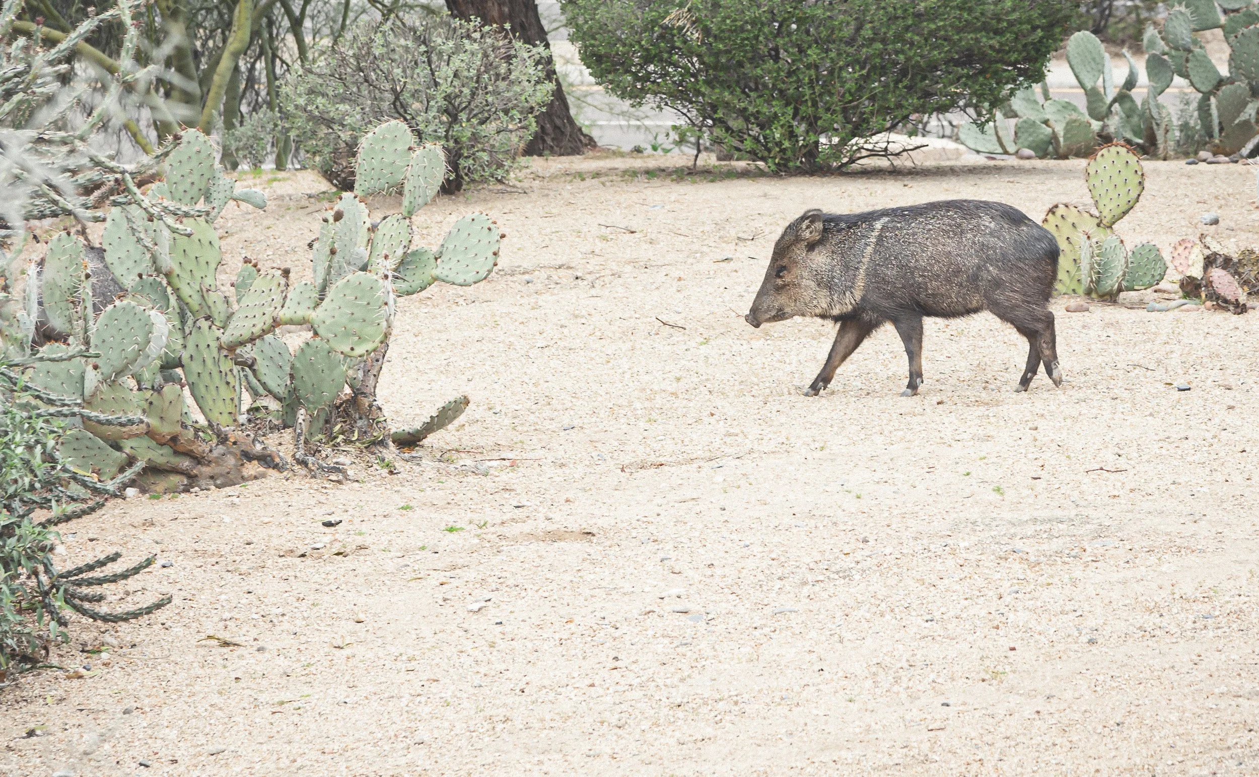 Javellina 1-5254.jpg