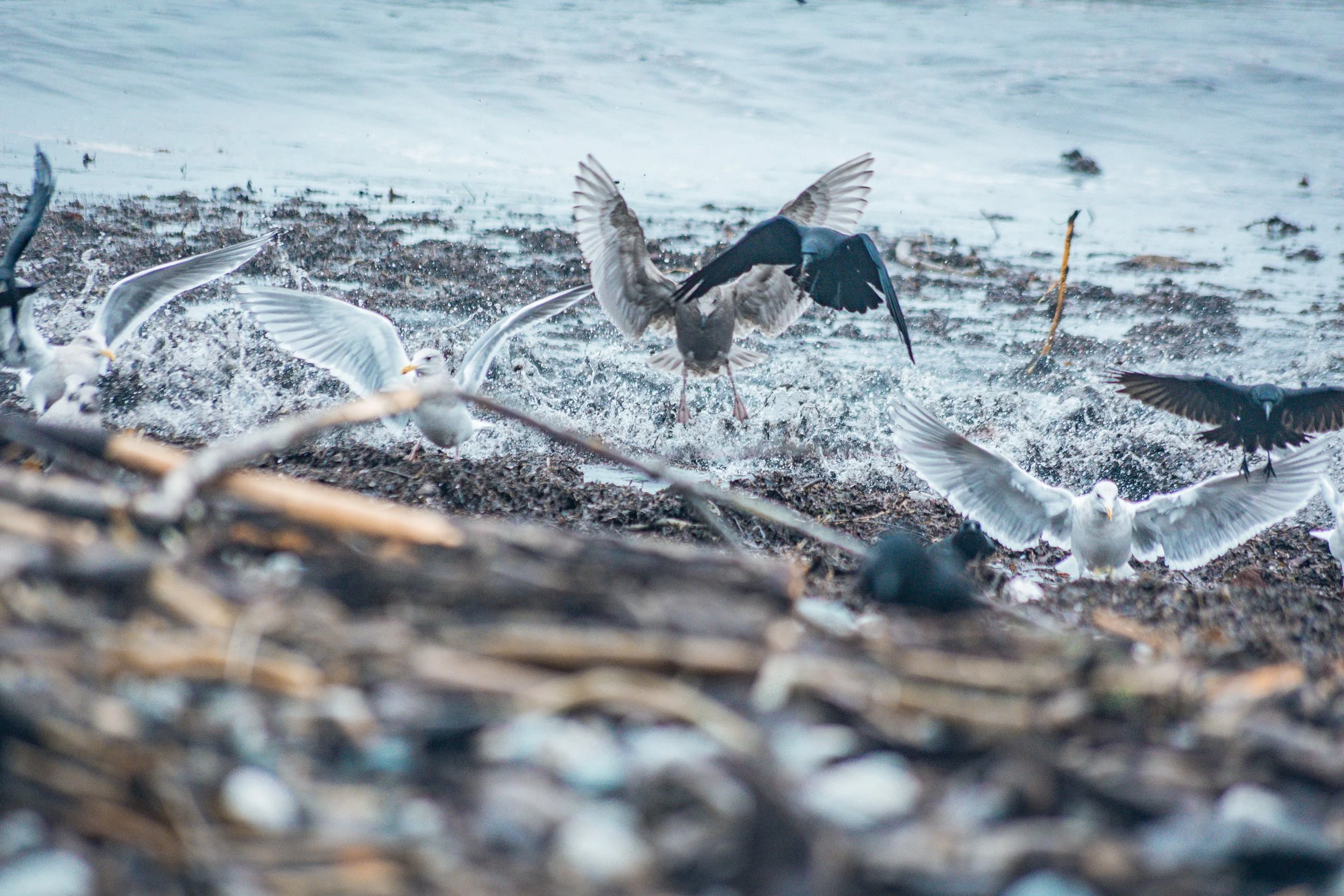 Creatures - BIrds Crazy on the beach-5217.jpg