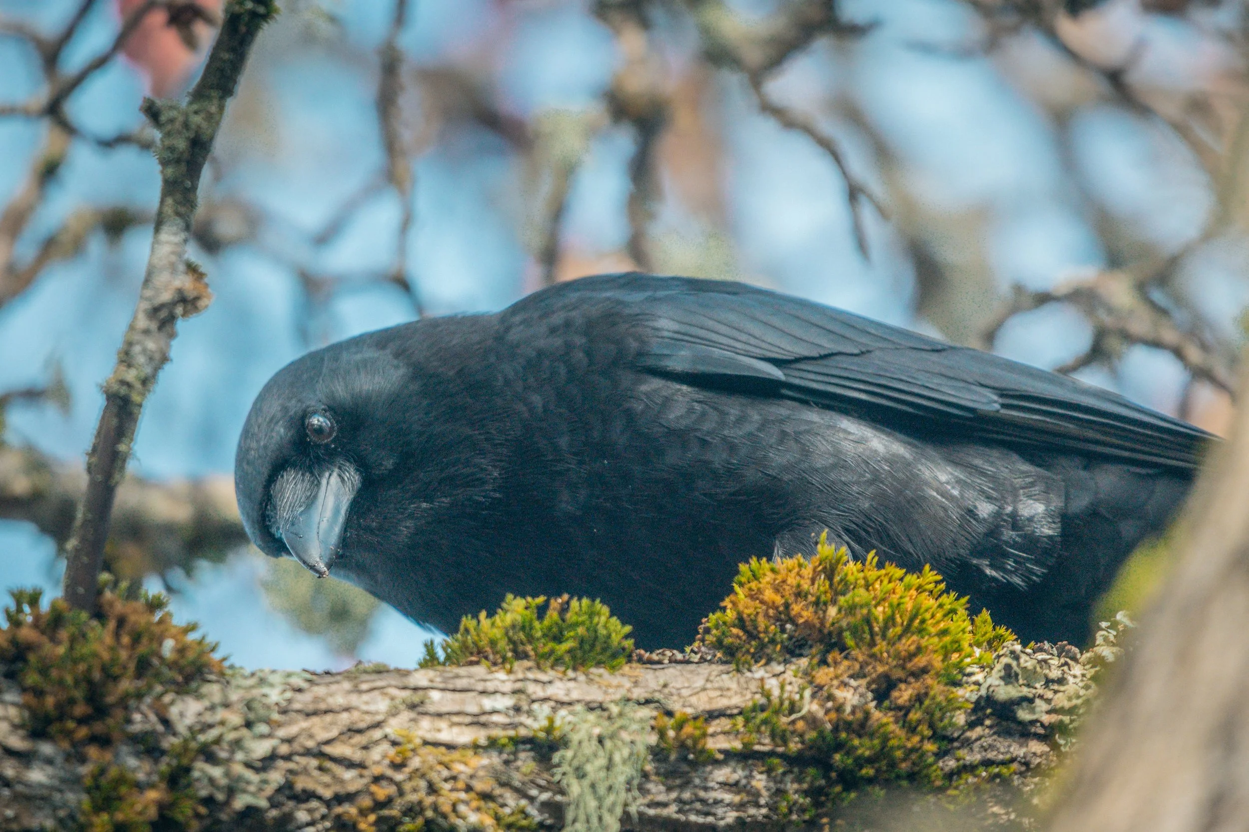 Crow on street 7-0628.jpg