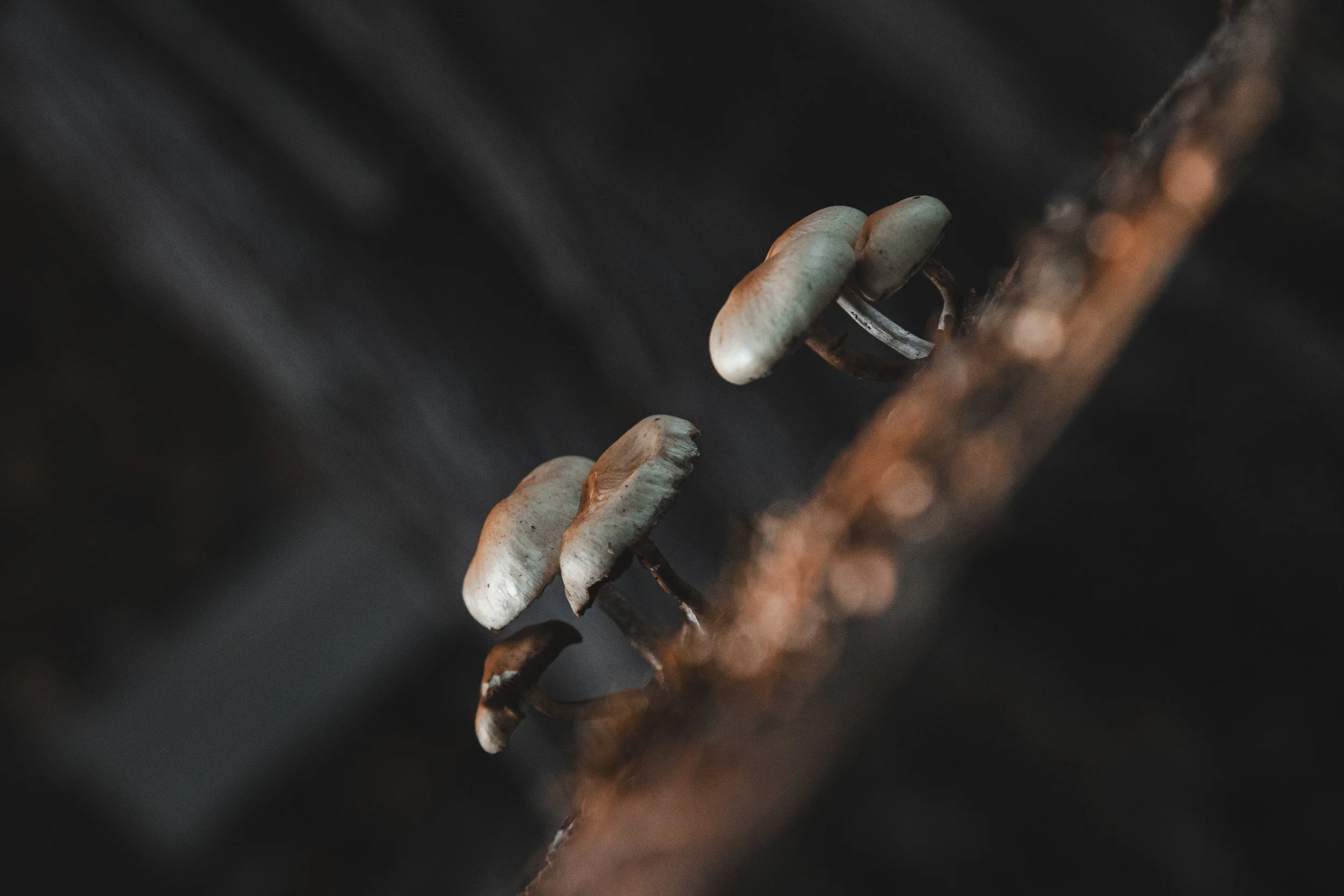 Martindale Mushrooms on a stump 5-6529.jpg