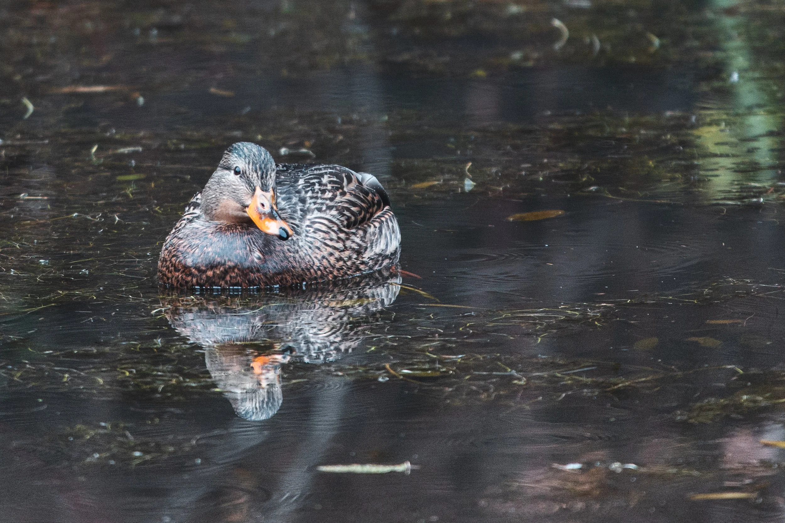 Little Duck Reflecter-3911.jpg