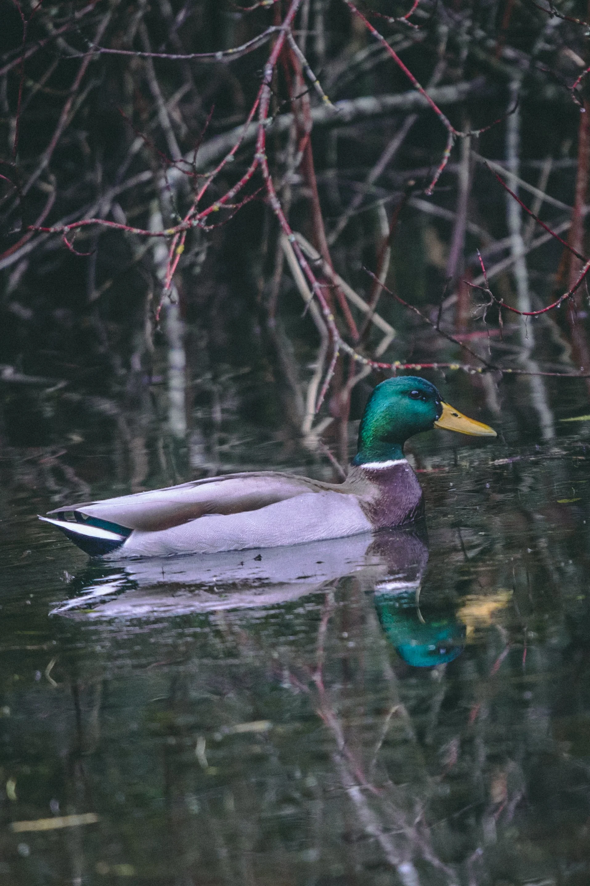 Mallard 2 Phone size-3921.jpg