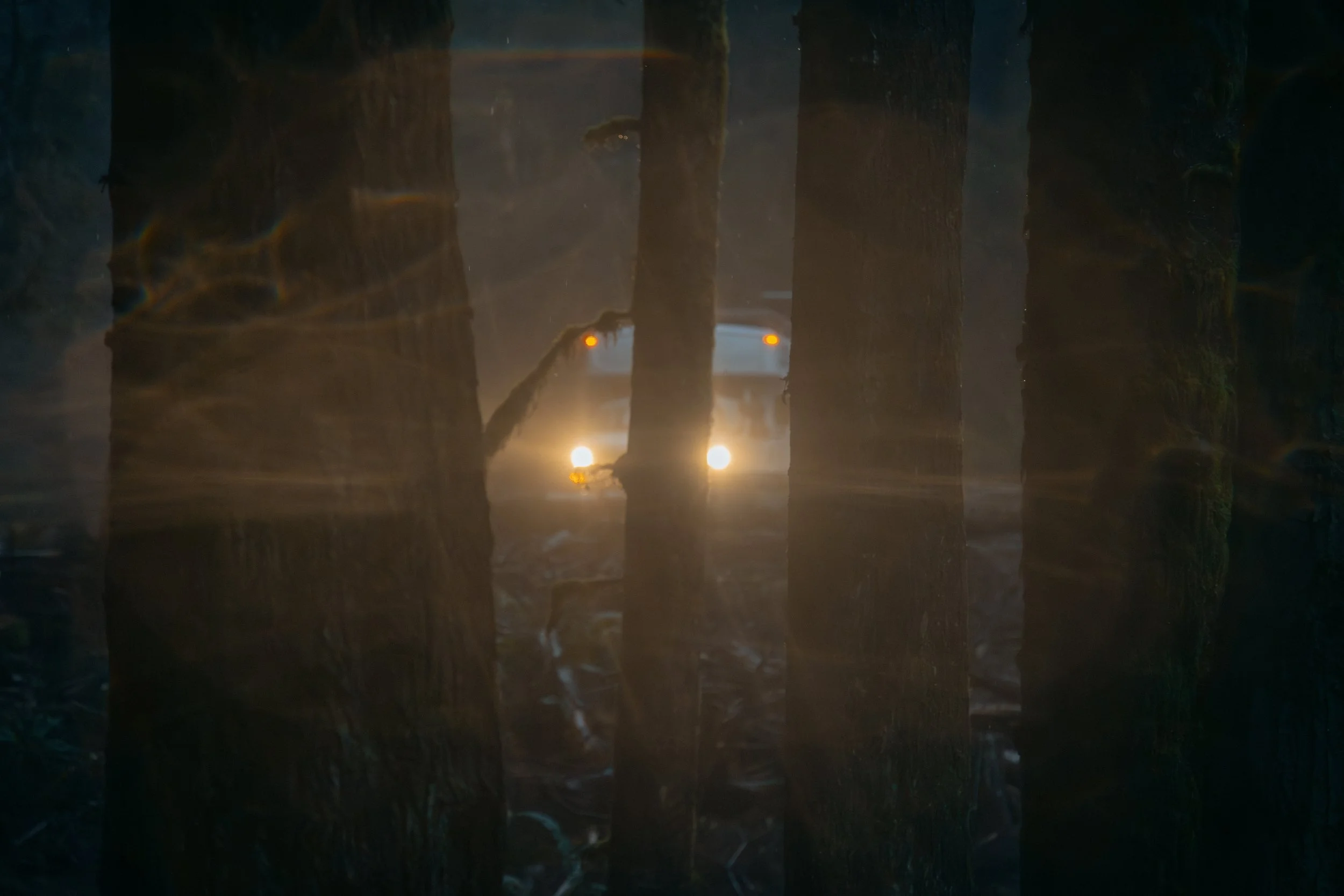 Through the Trees