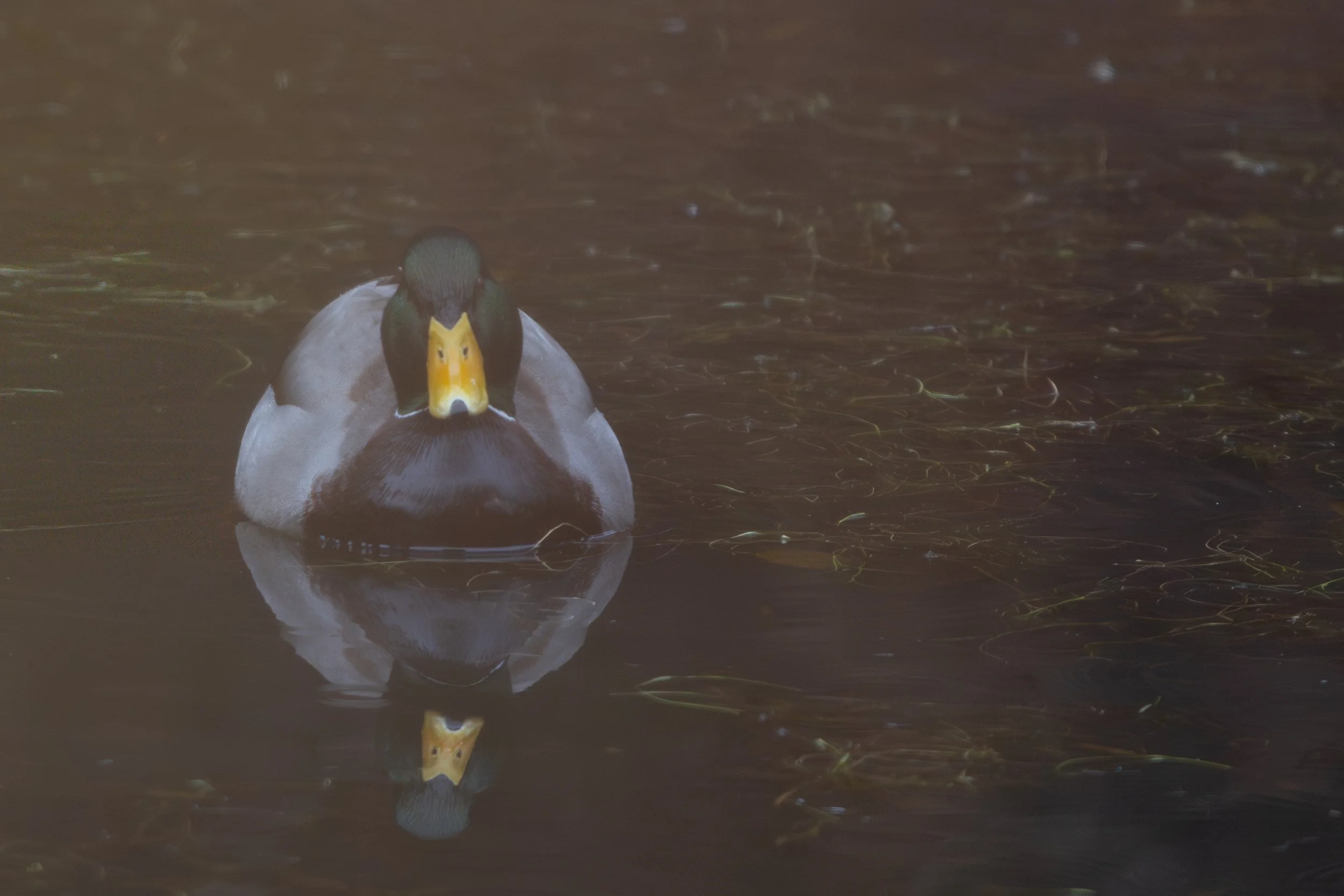 !* Mallard Reflection-3901.jpg