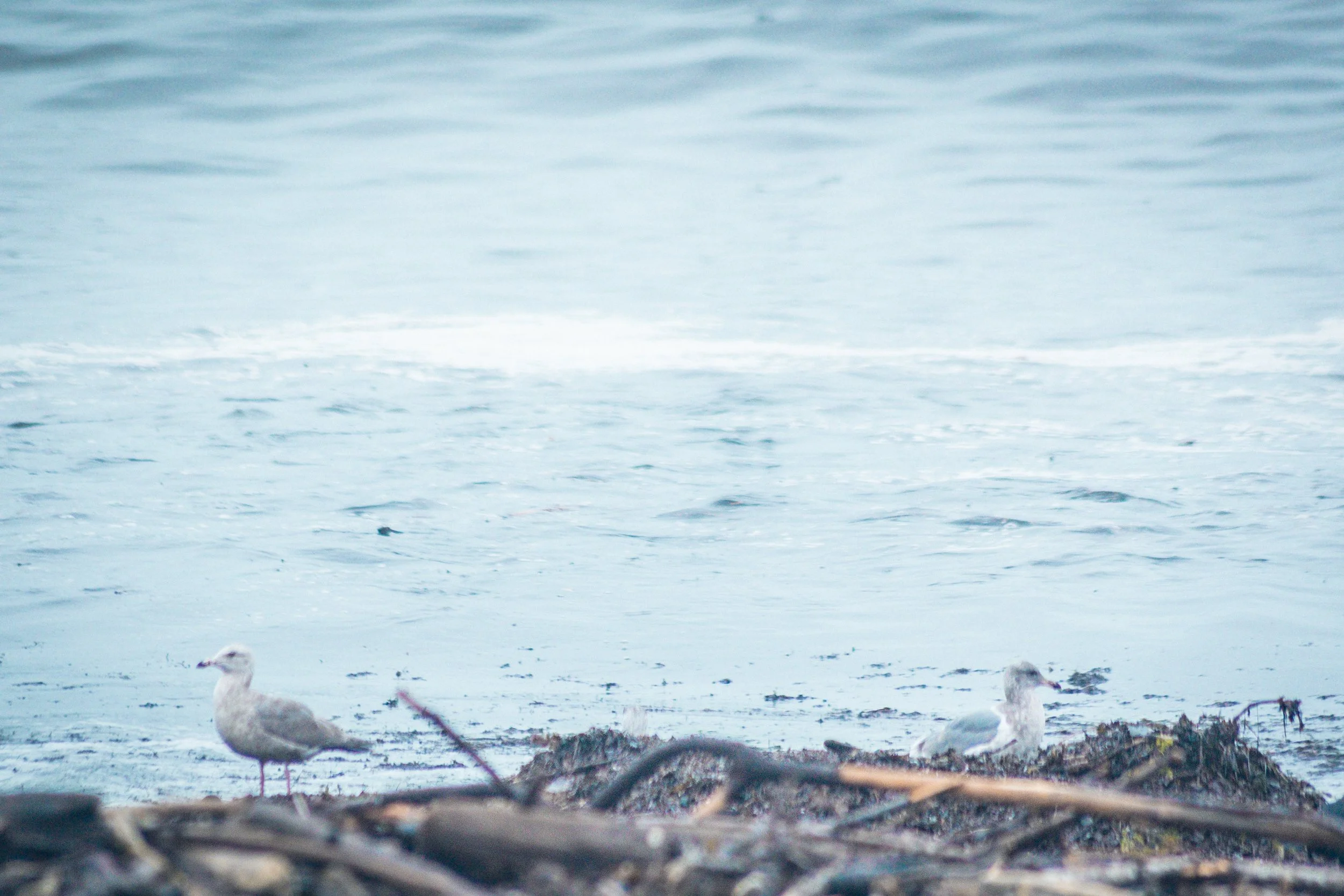 Creatures - Seagulls -5205.jpg