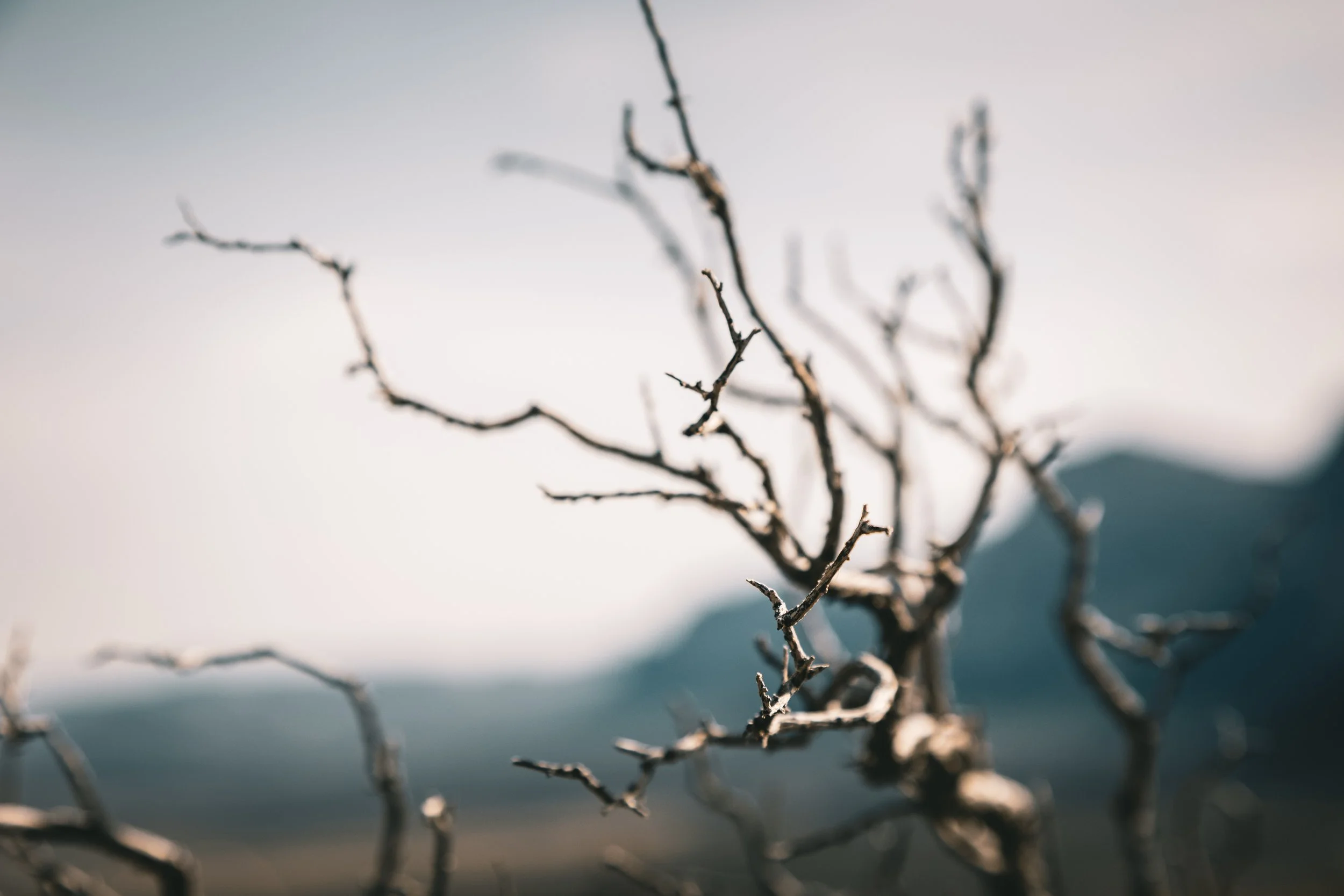 Postcard 147-5929.jpg