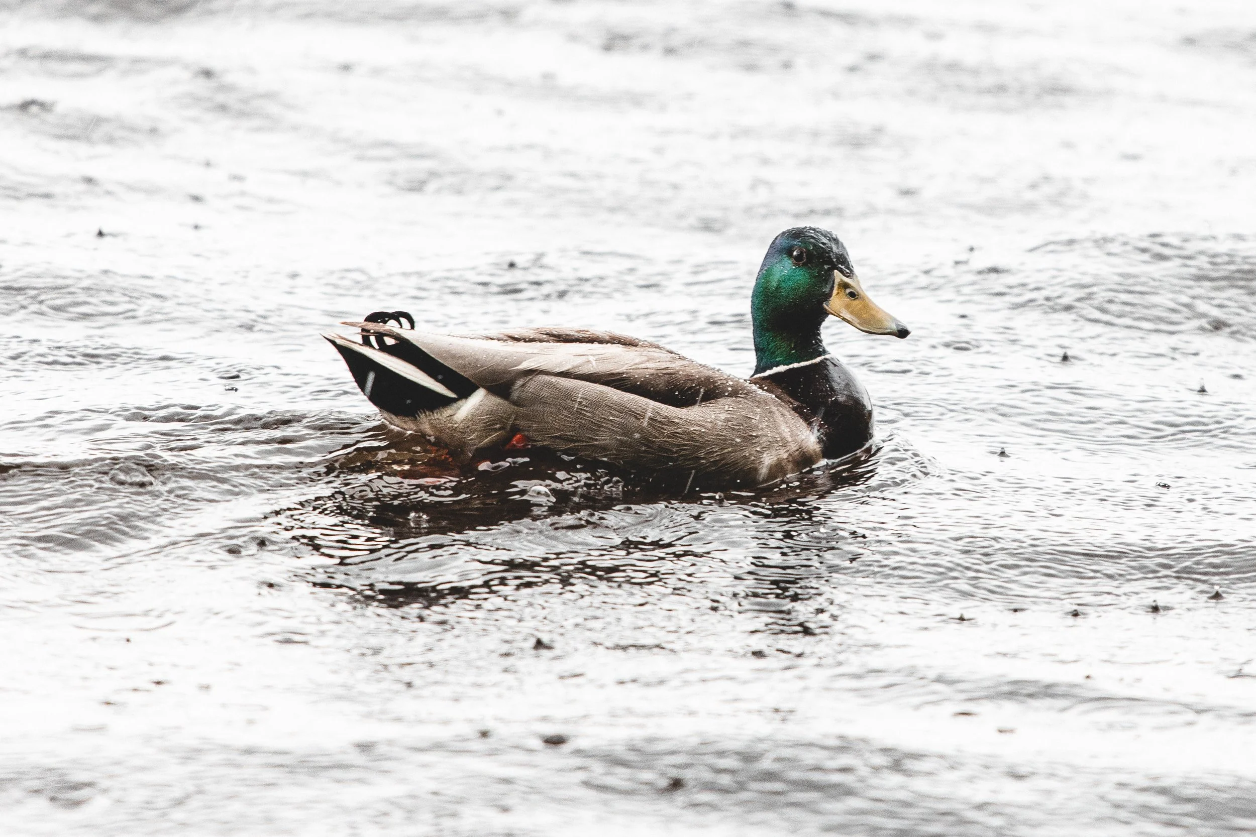 Mallard Postcard 2-0758.jpg