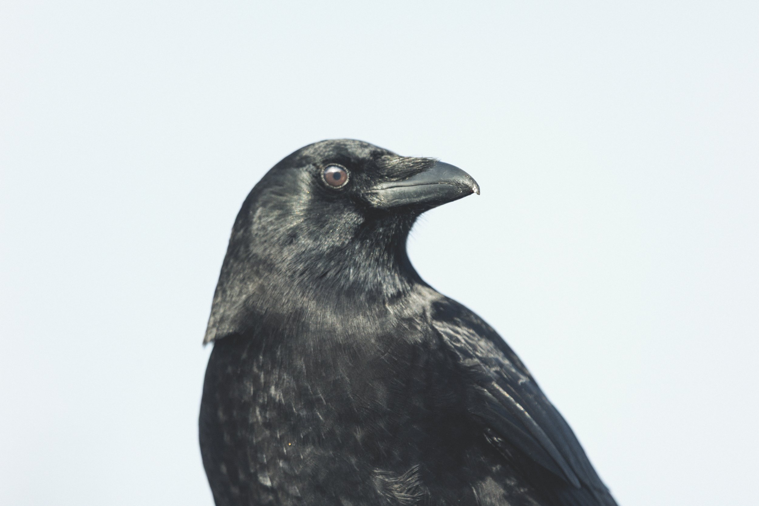Crow on street 5 !*-0598.jpg