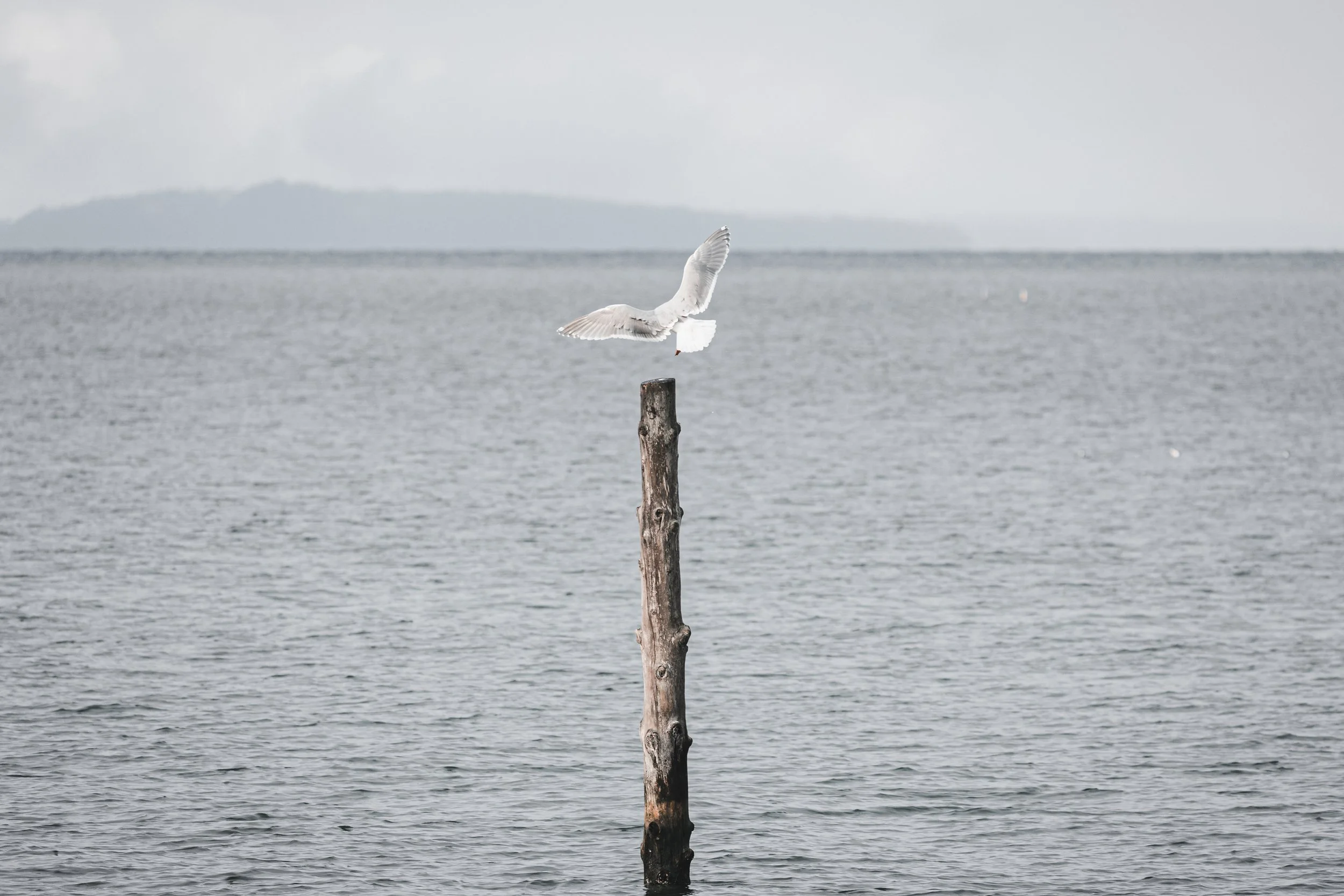 Seagull on Post-0512.jpg