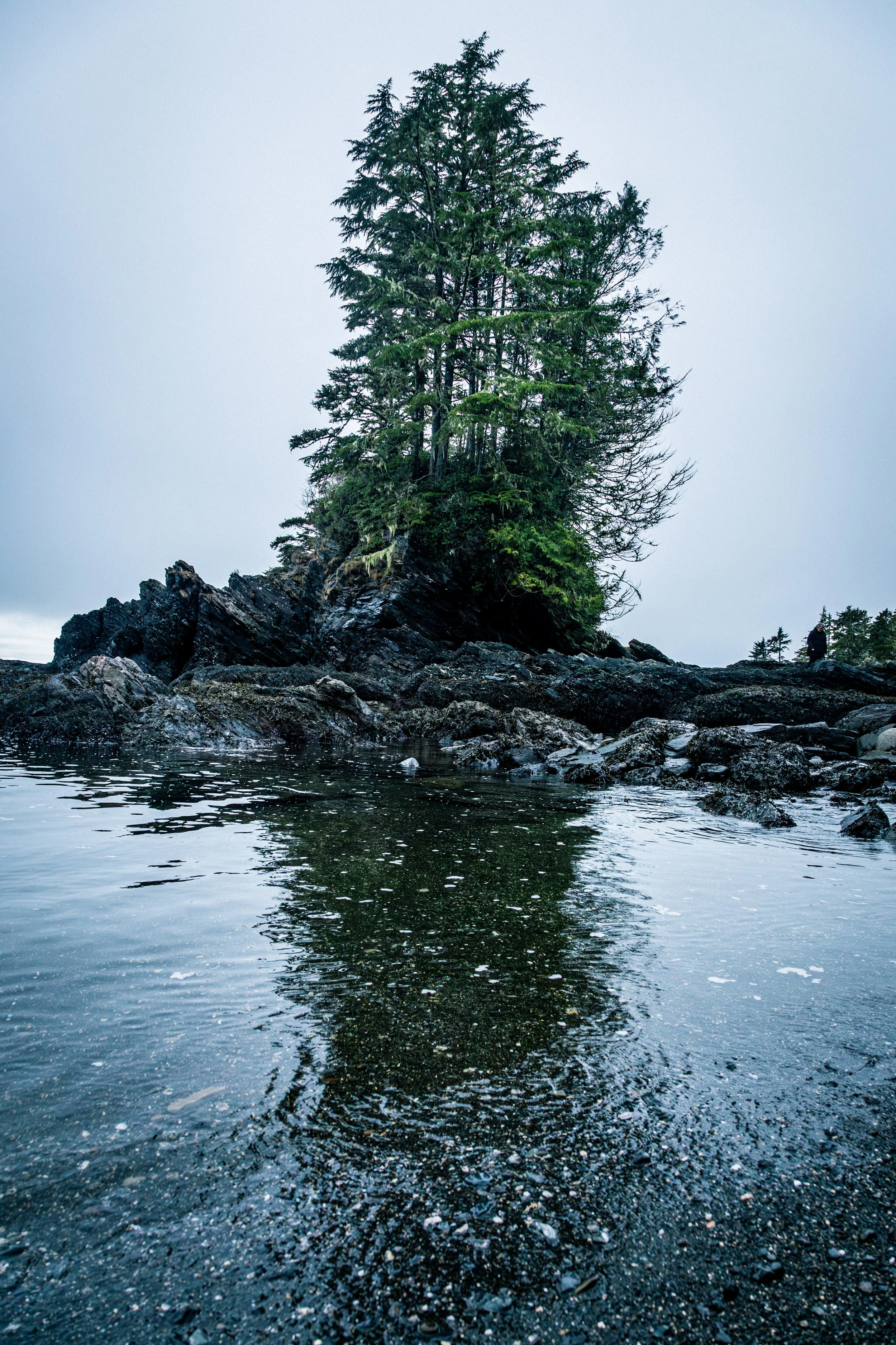 BOtany Bay Tree Island 2-5976.jpg