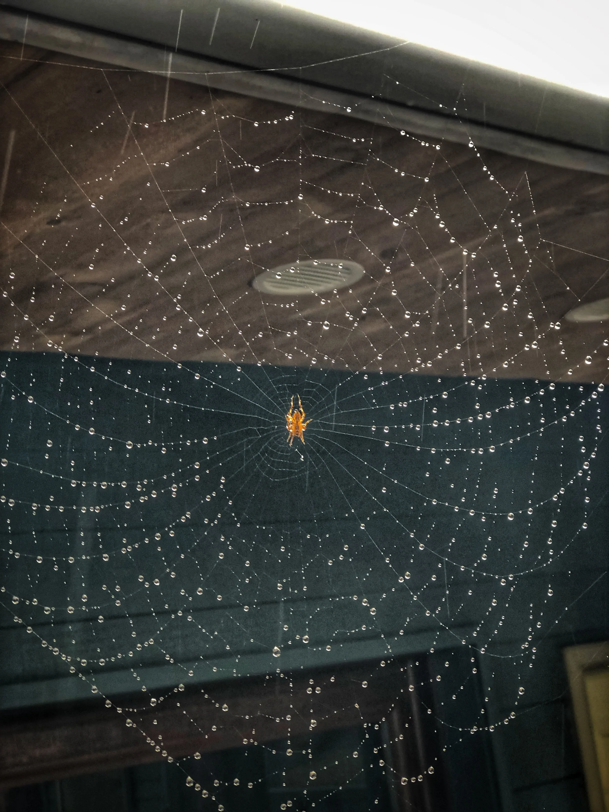 Spider water Web.jpg
