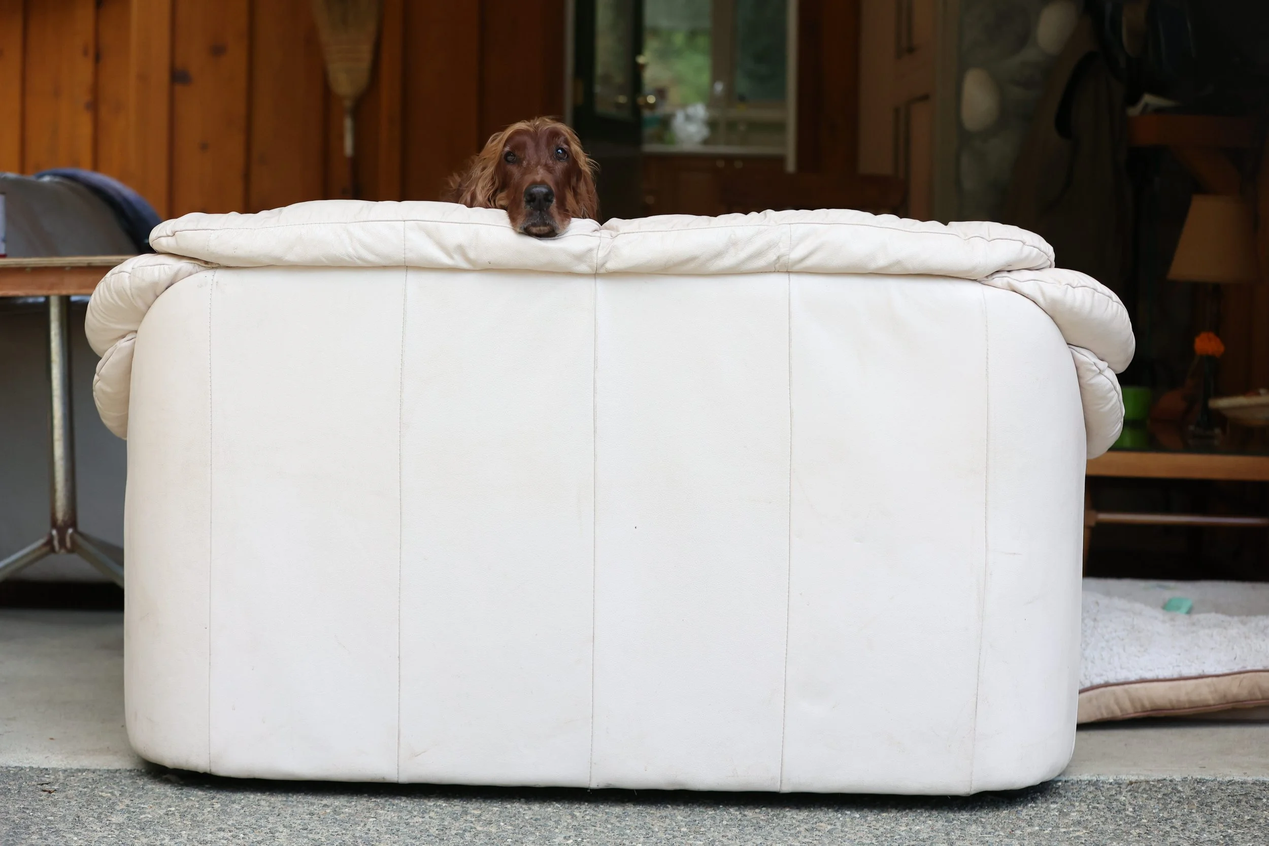 Irish Setter on the Couch.JPG