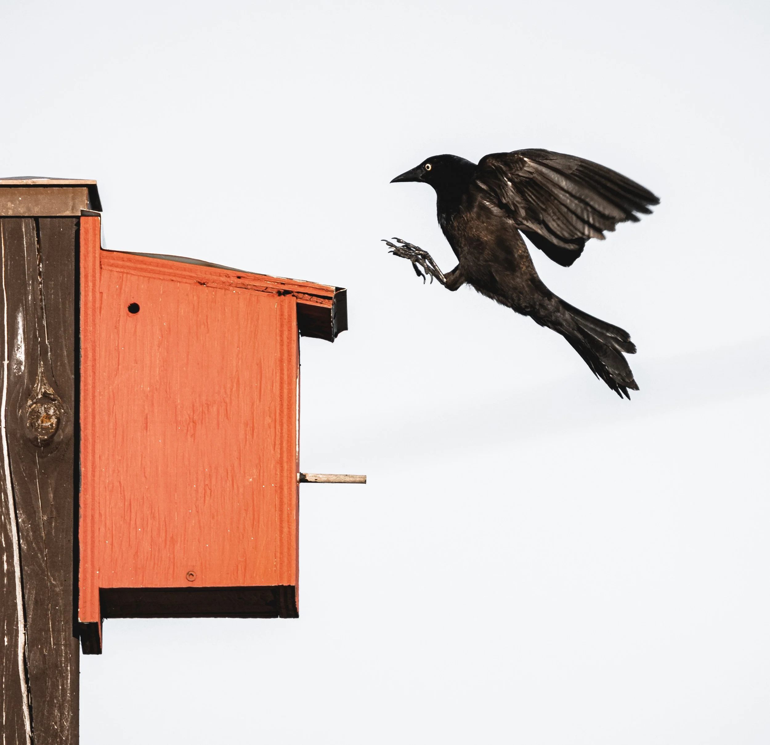 Creatures Black Bird Lands on Red House-8077.jpg