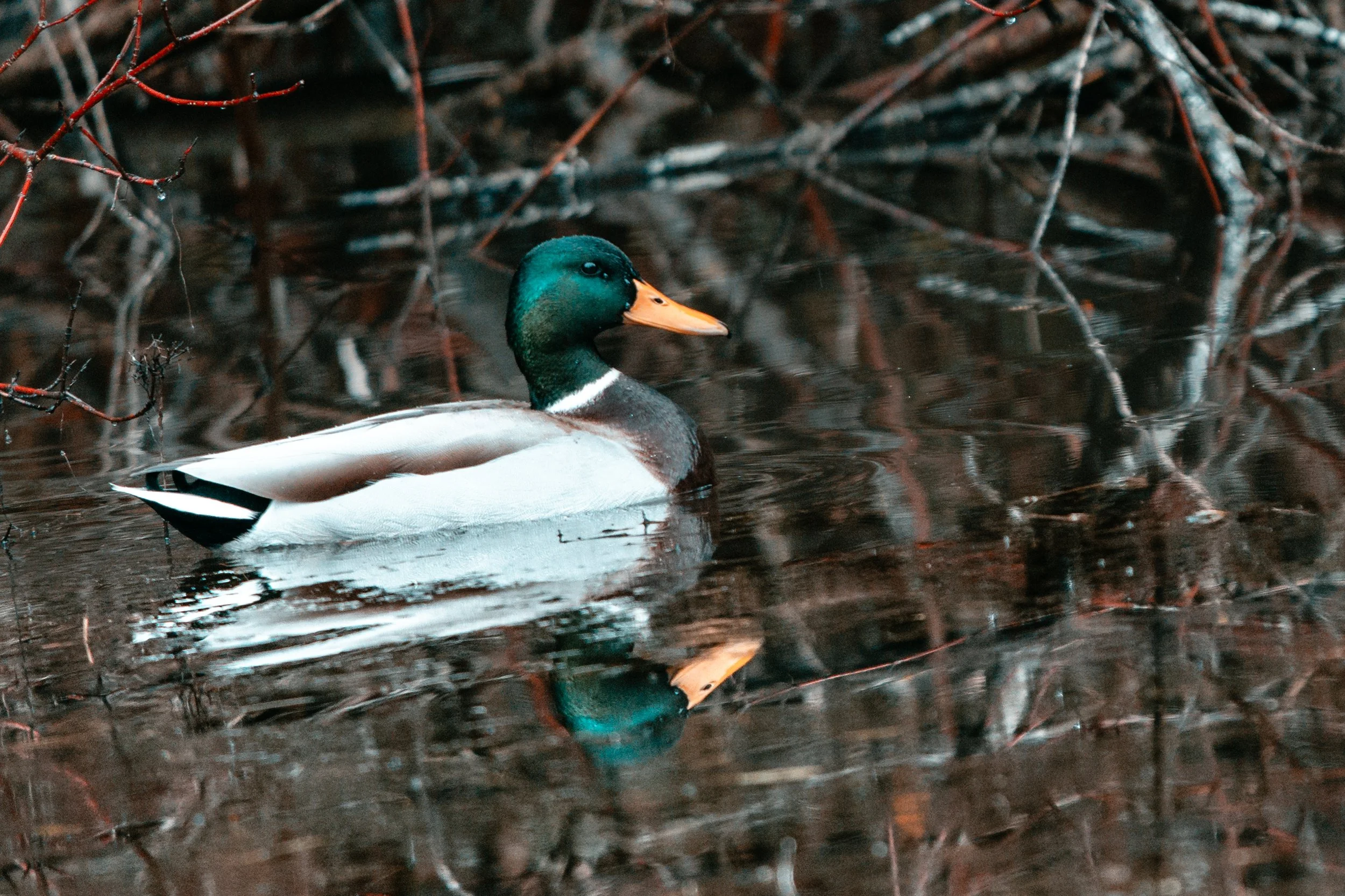 !* Mallard sharp-3923.jpg