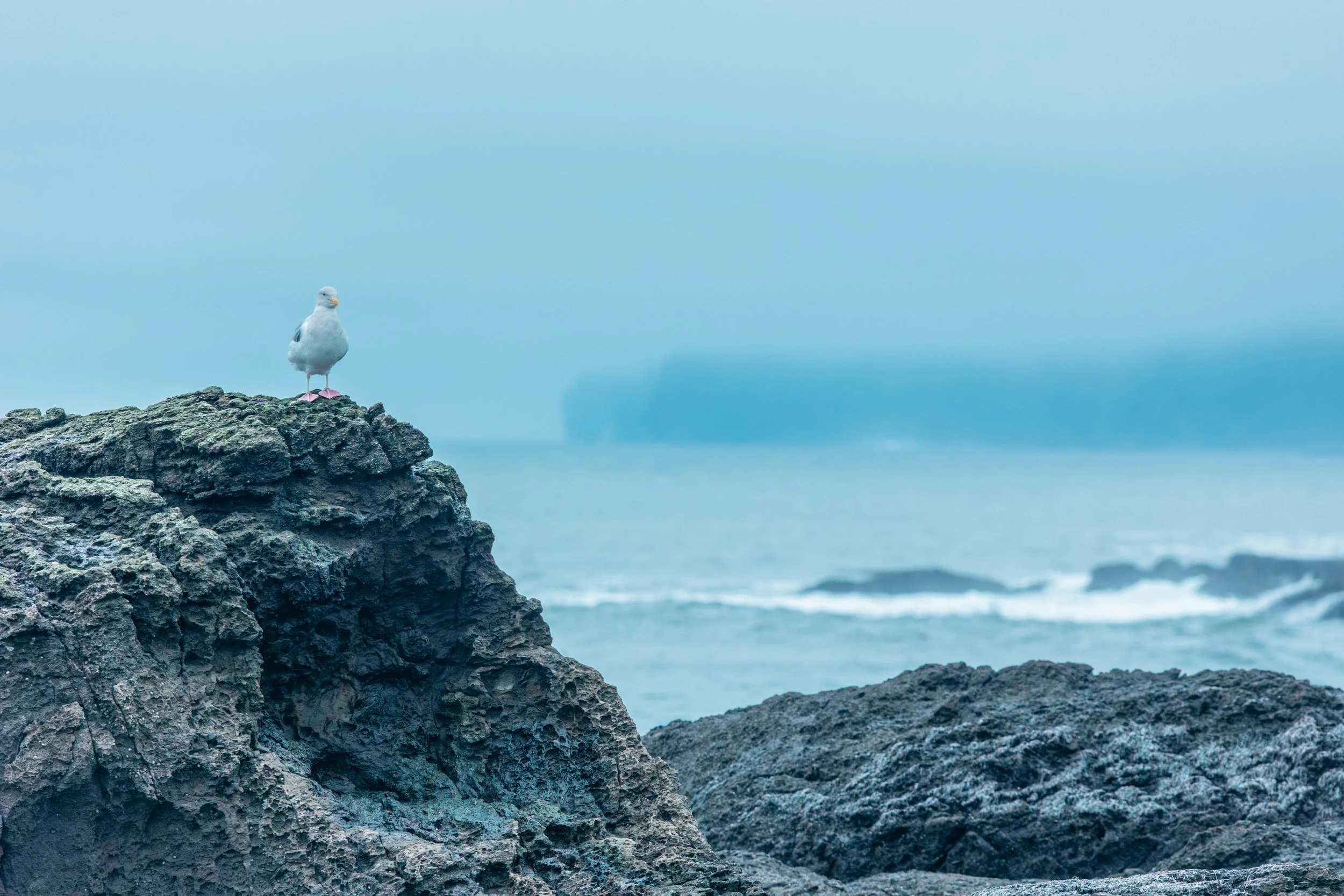BOtany Bay Seagull A Million Gulls NE MOMENT-6025.jpg