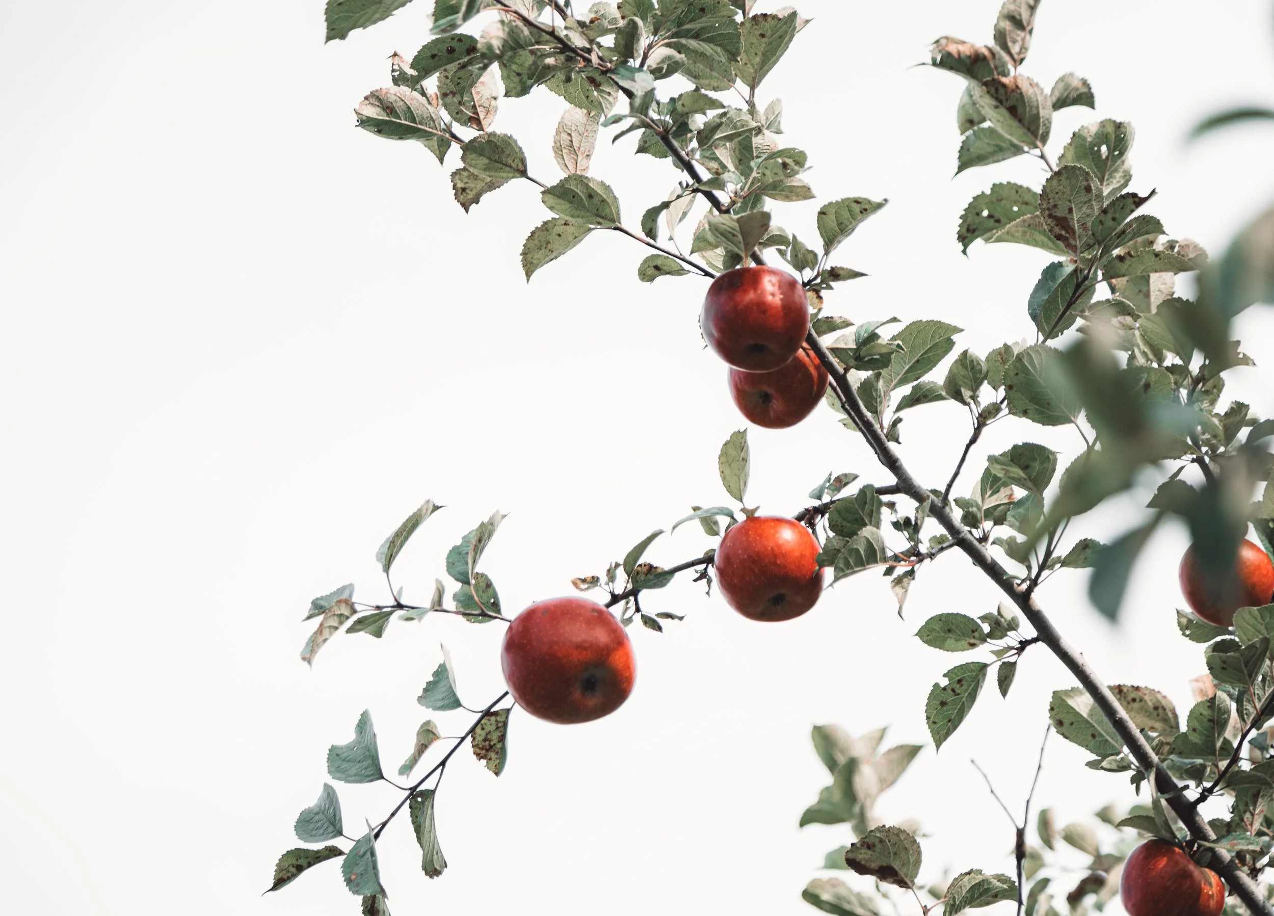 Apple Background-8913.jpg