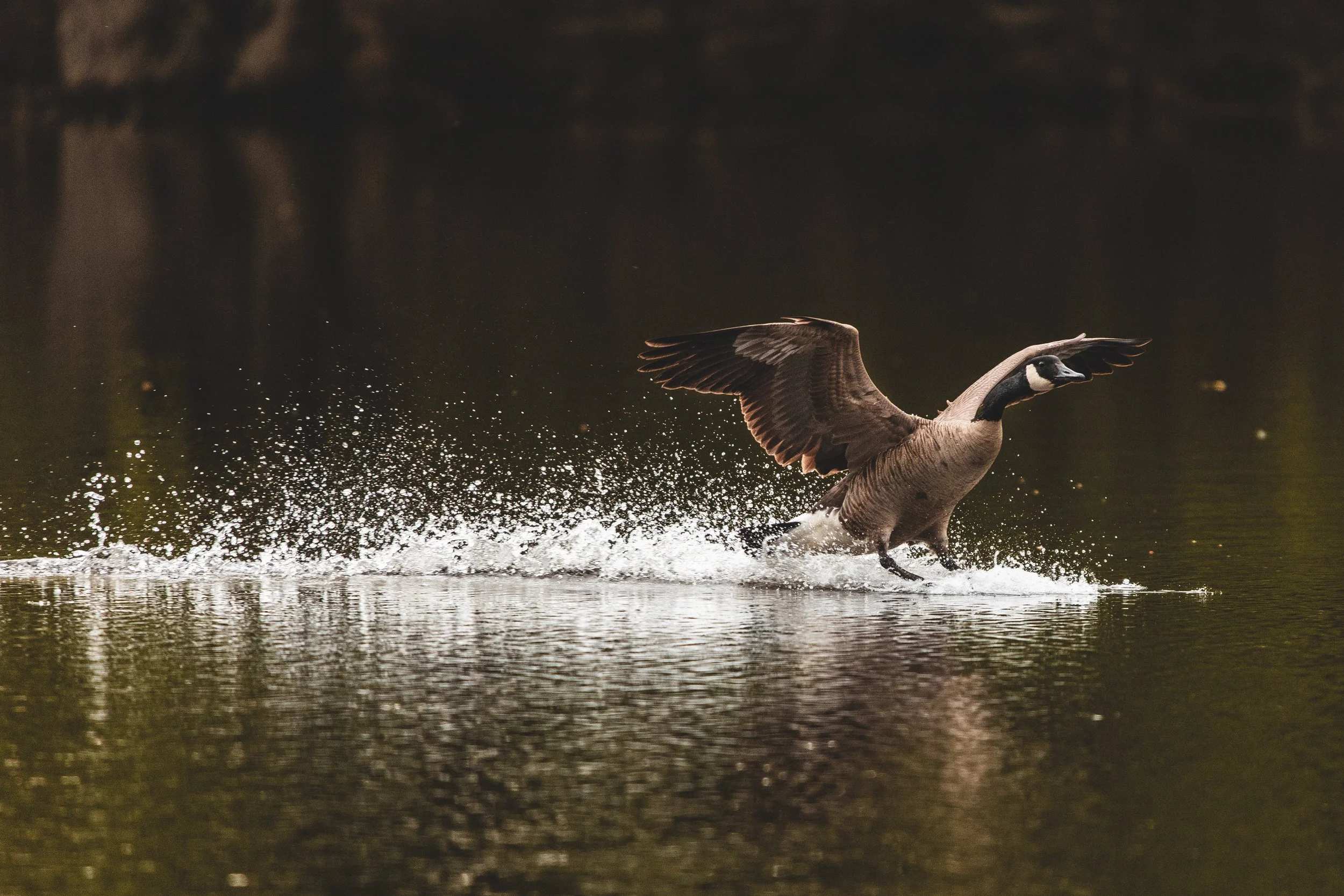 Goose on the Water Splash Petrie 2*-0724.jpg