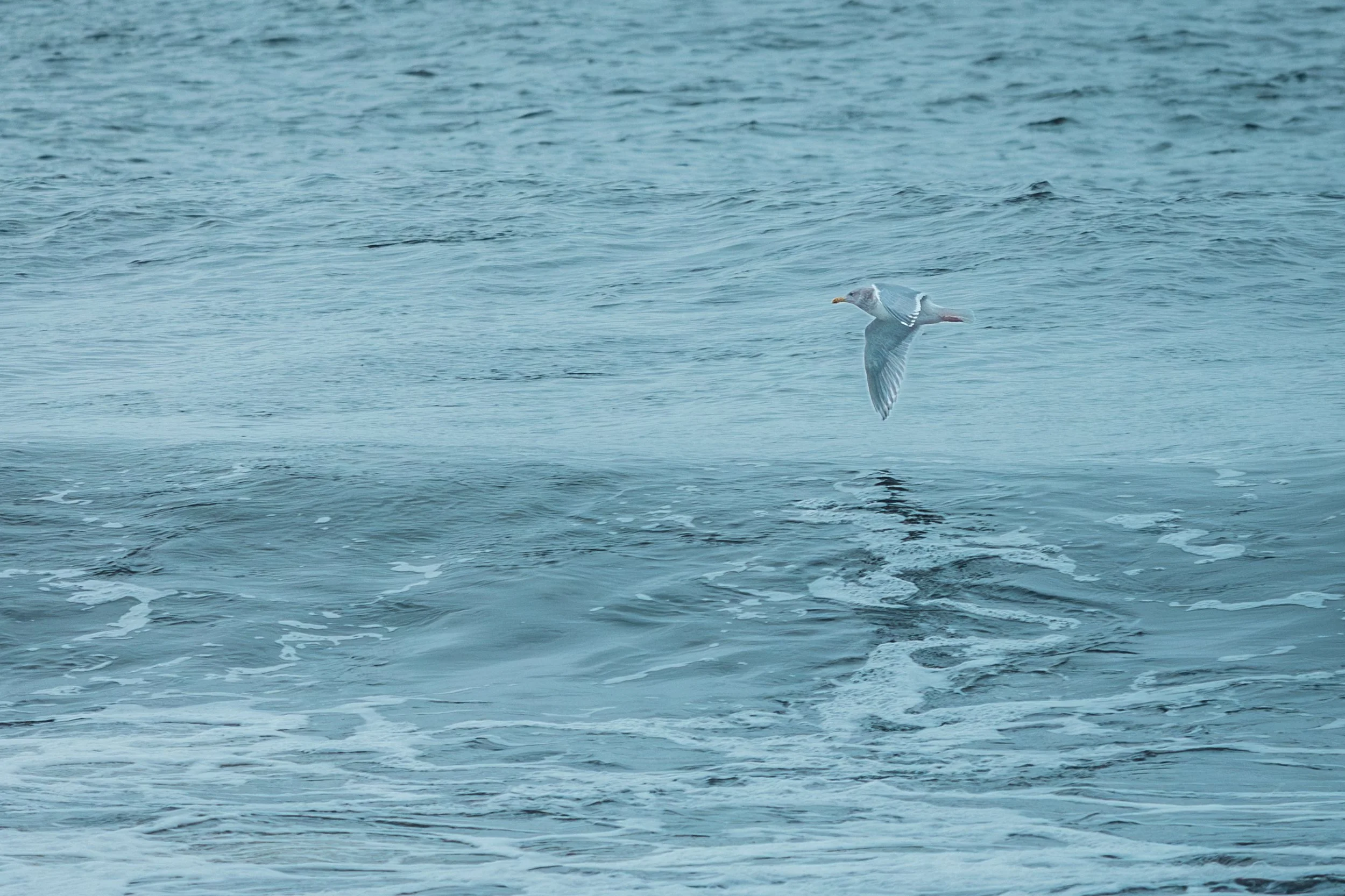 Creatures - Gull over wave-4928.jpg