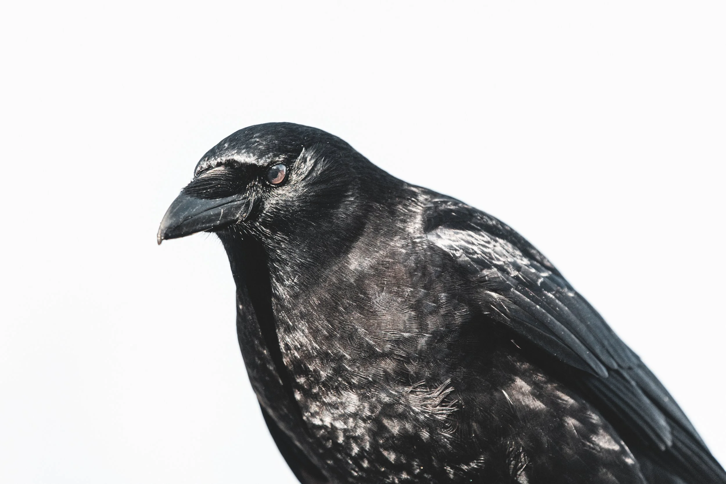 Crow on street 3 !*-0595.jpg