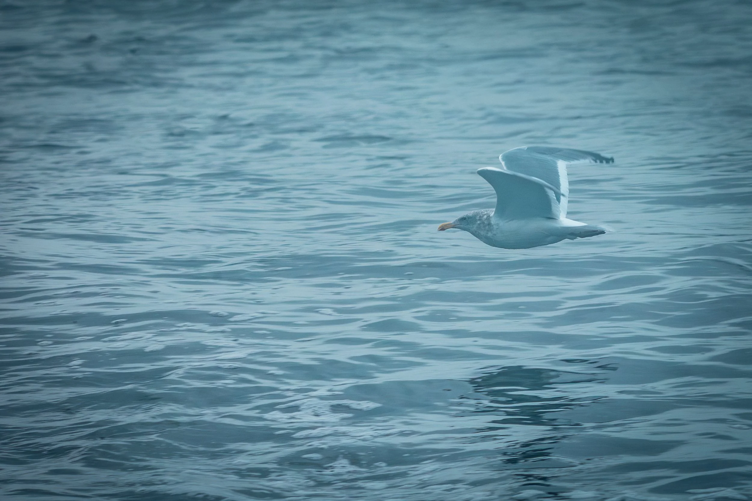 Creatures - Gull Flying over water NE MOMENT-5110.jpg