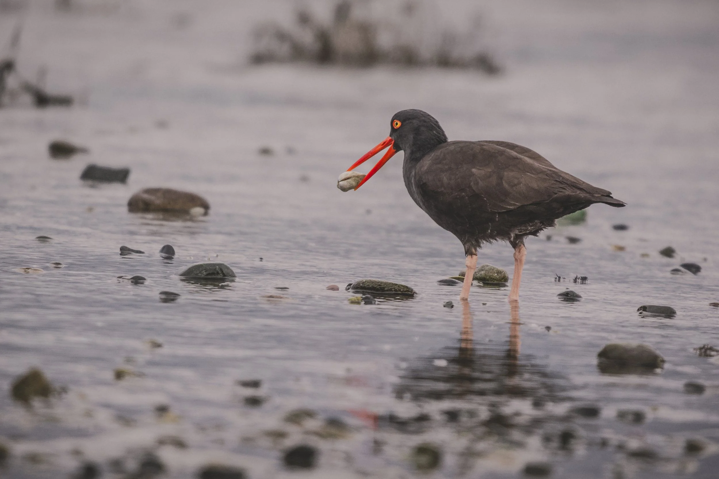 Oyster bird 6-0756.jpg