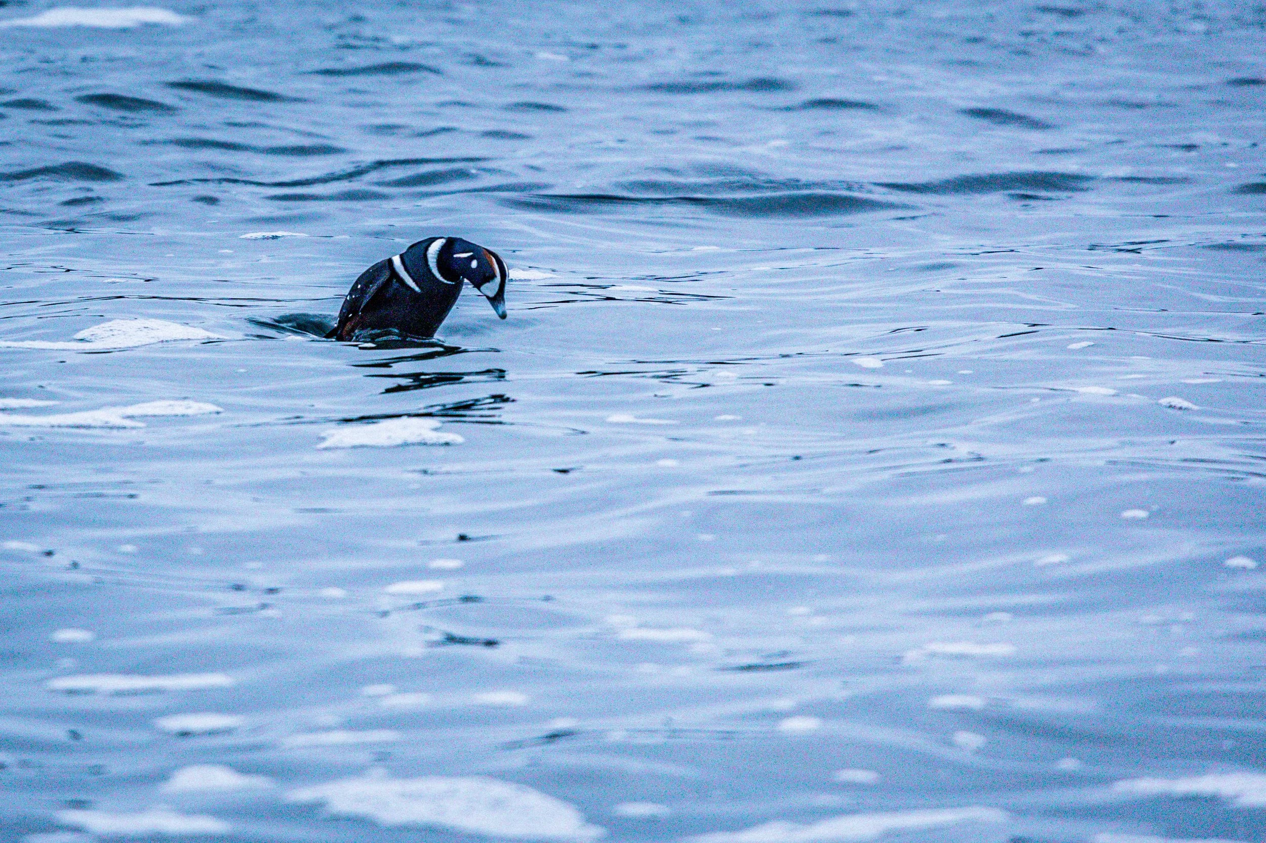 BOtany Bay Beauty Birds 3NE MOMENT-6070.jpg