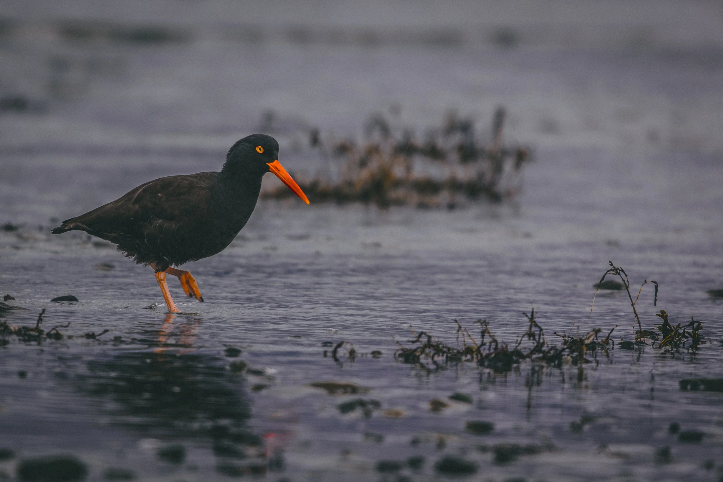 Oyster bird 5-0753.jpg