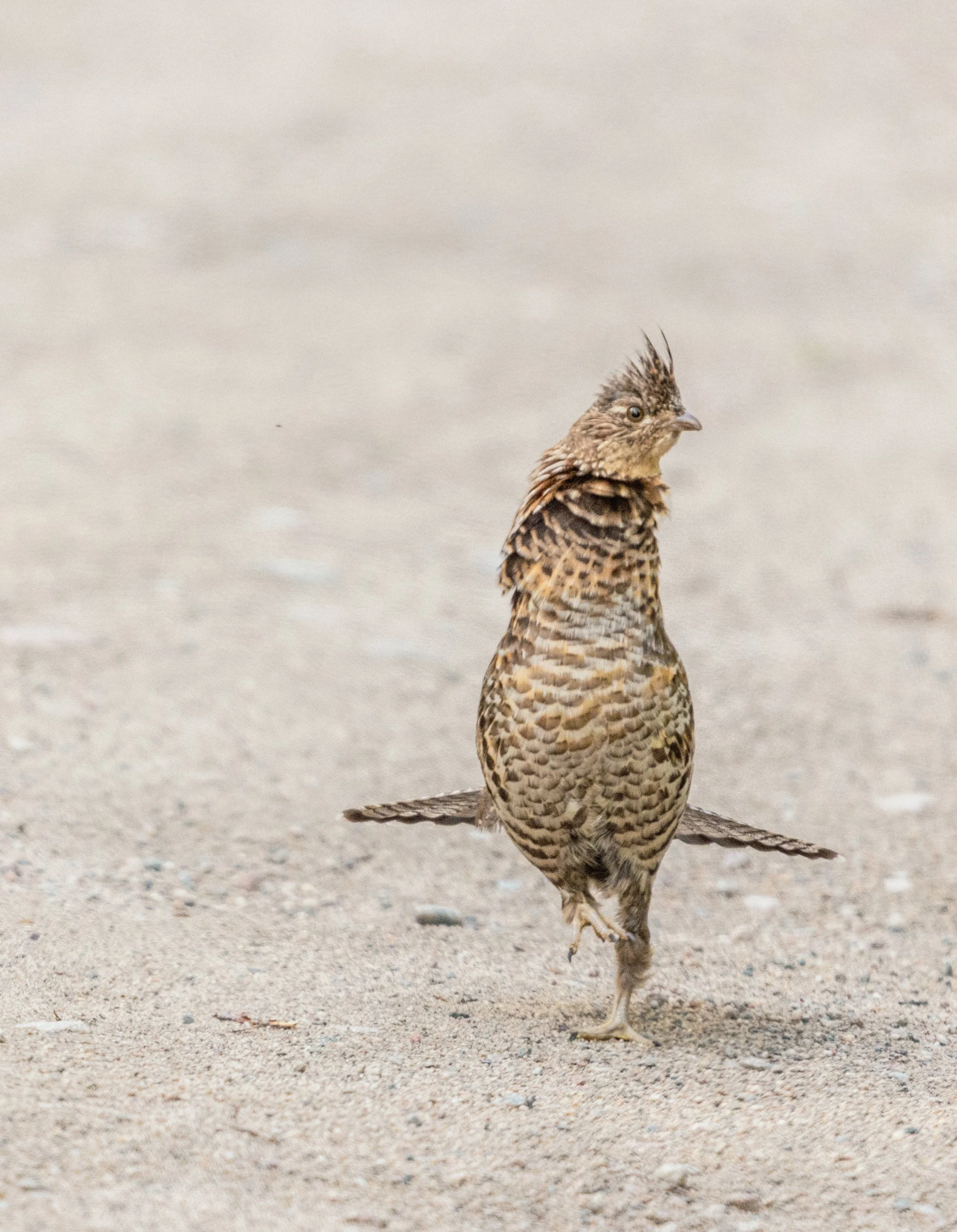 Quail Dance.JPG