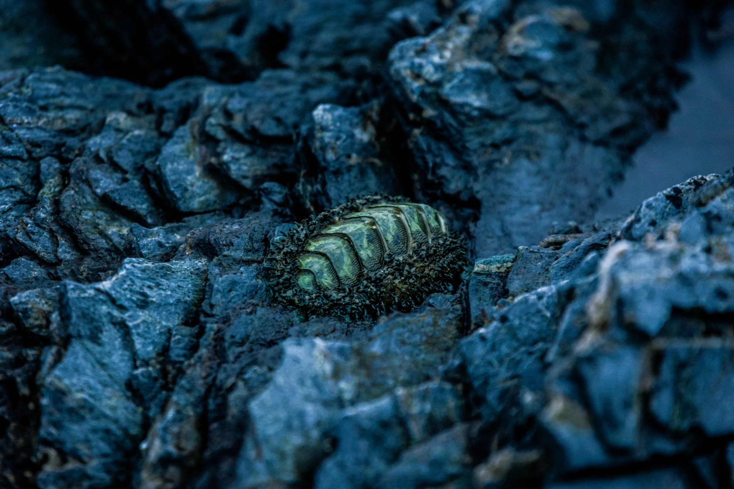 BOtany Bay Sea Creature 2-6038.jpg