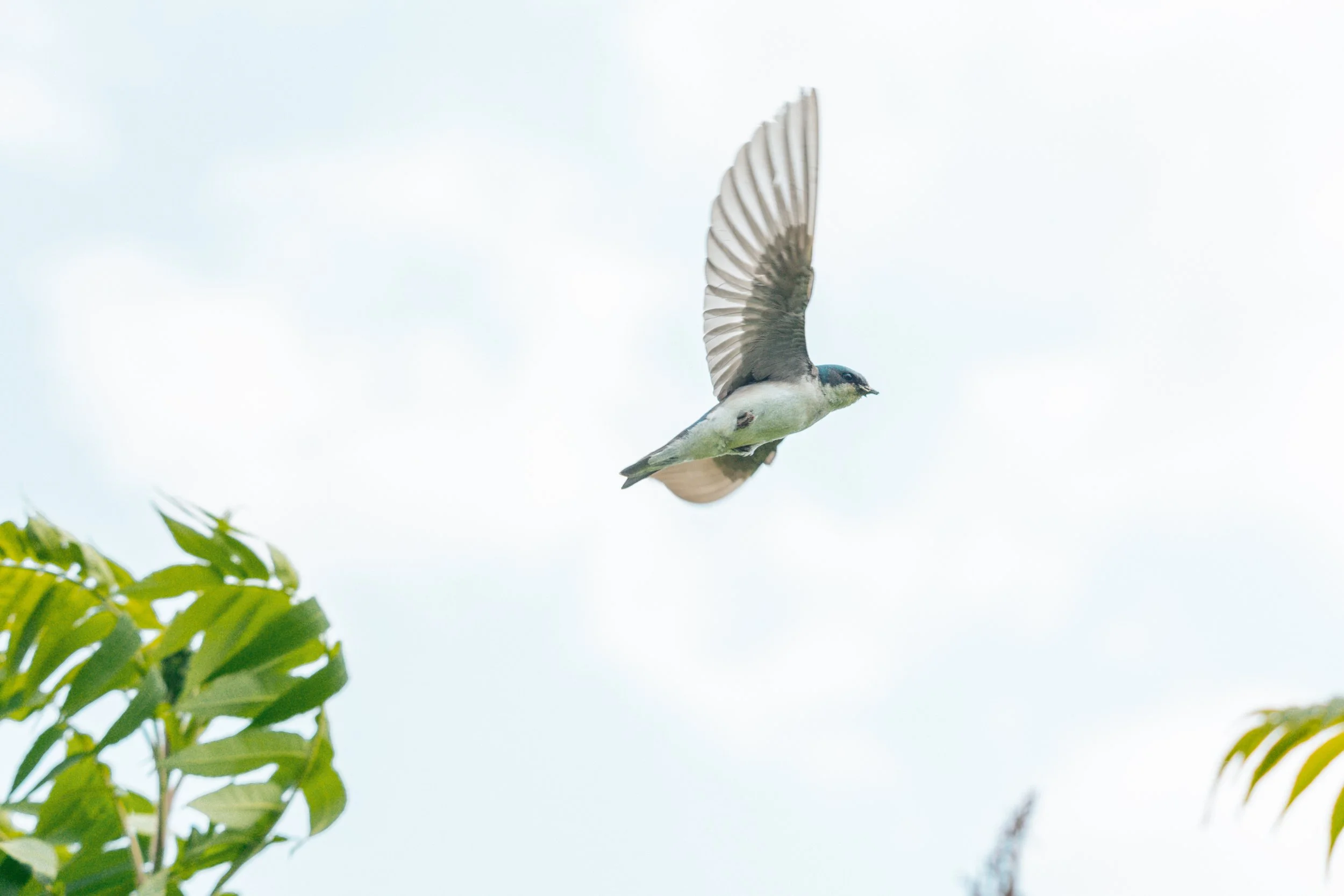 Bird in the blue 2-8893.jpg