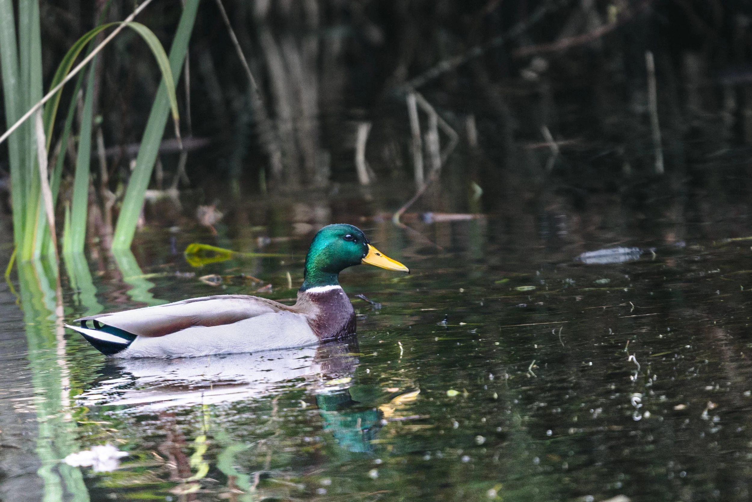 Mallard Postcard-3918.jpg