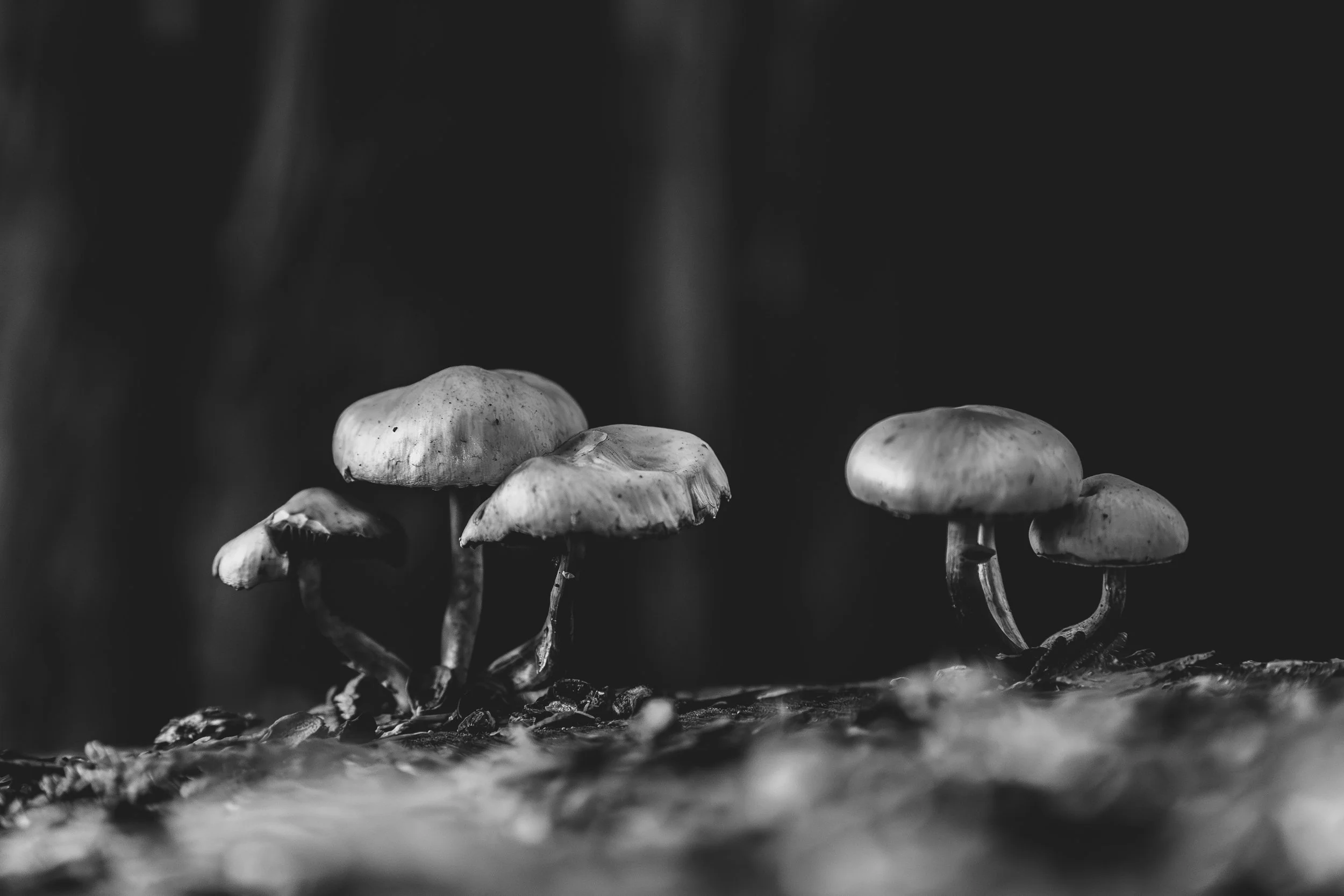 Martindale Mushrooms on a stump 6-6530.jpg