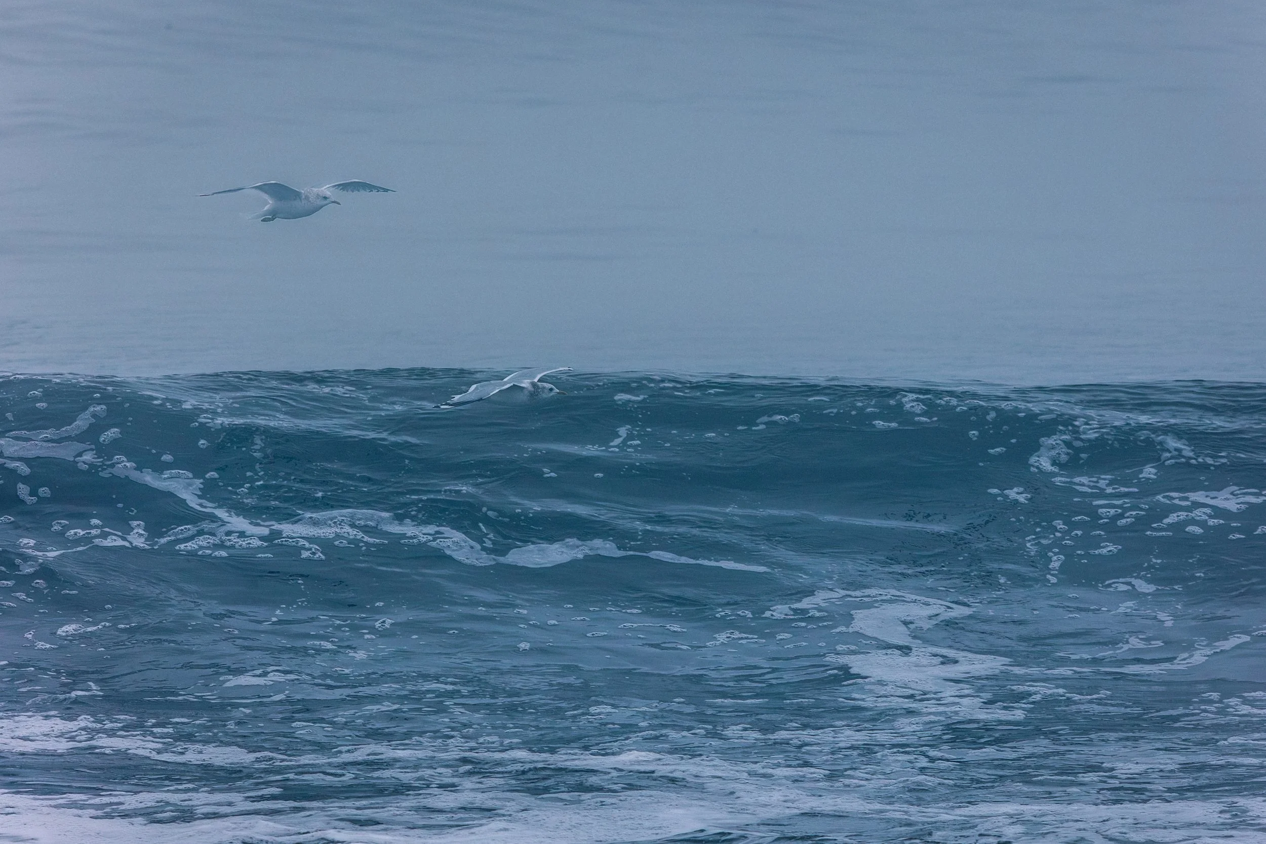 Creatures - Gull Water-5083.jpg