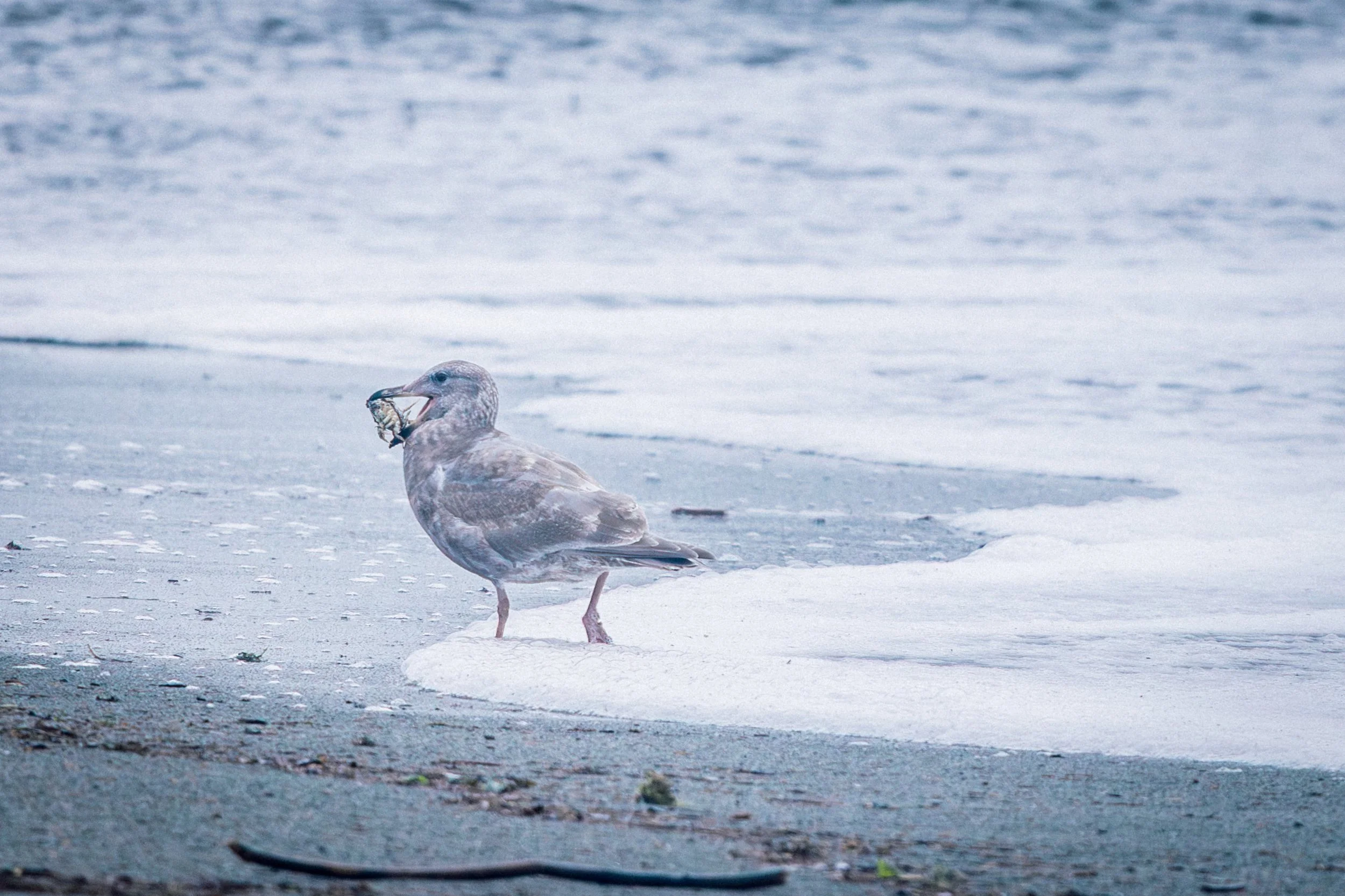 Creatures - Gull with Crab at the ocean-5069.jpg