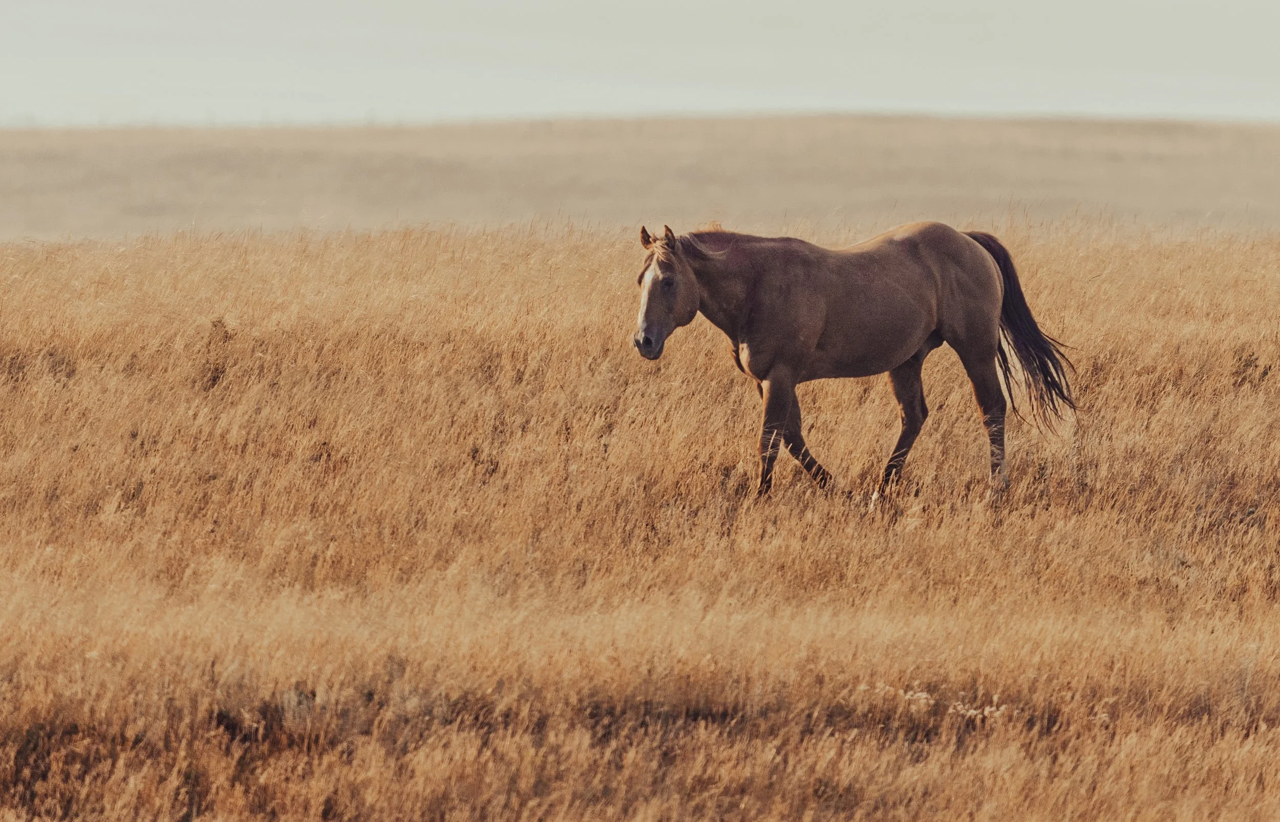 !* STORY Horse in meadow.JPG