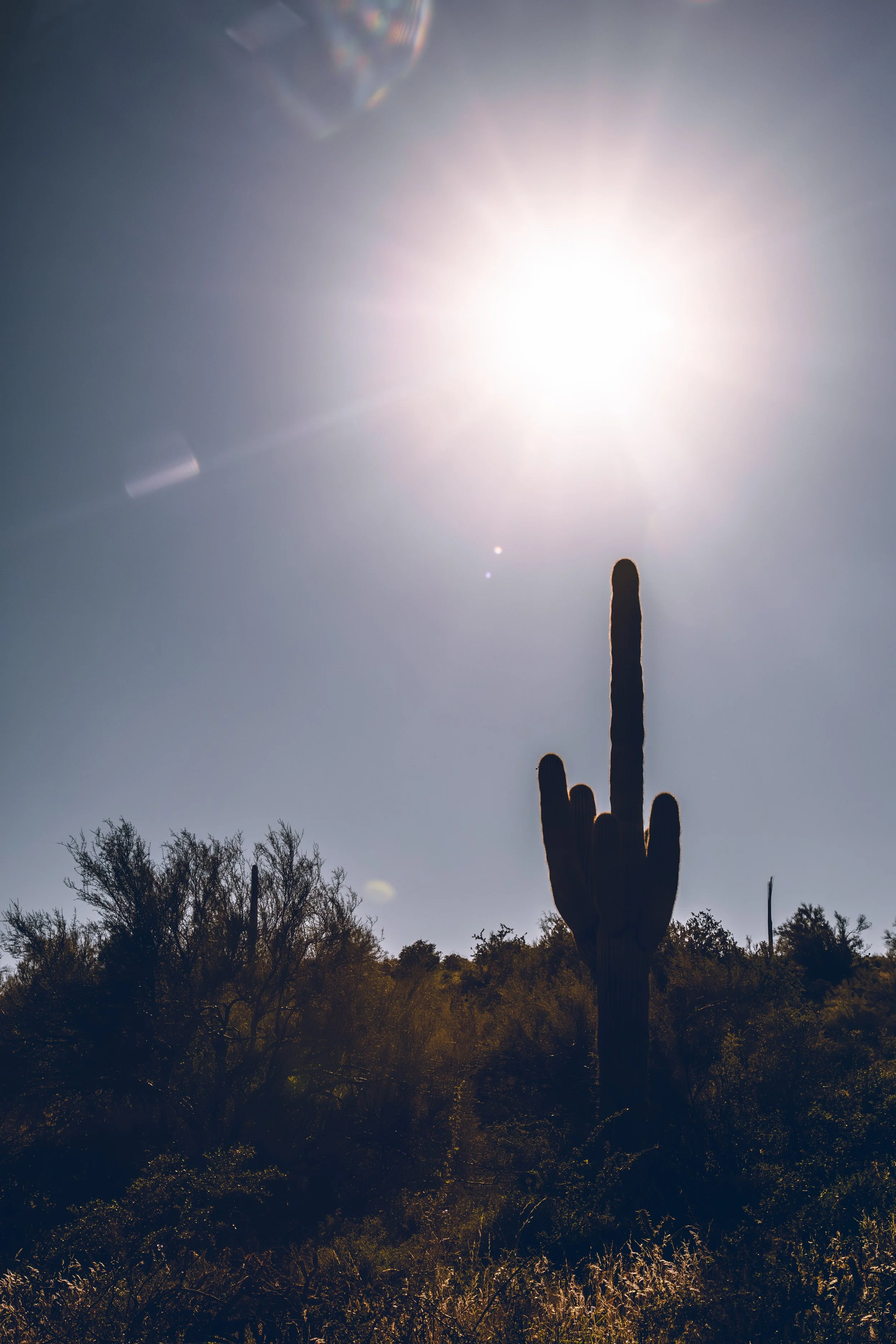 Cactus Postcard-.jpg