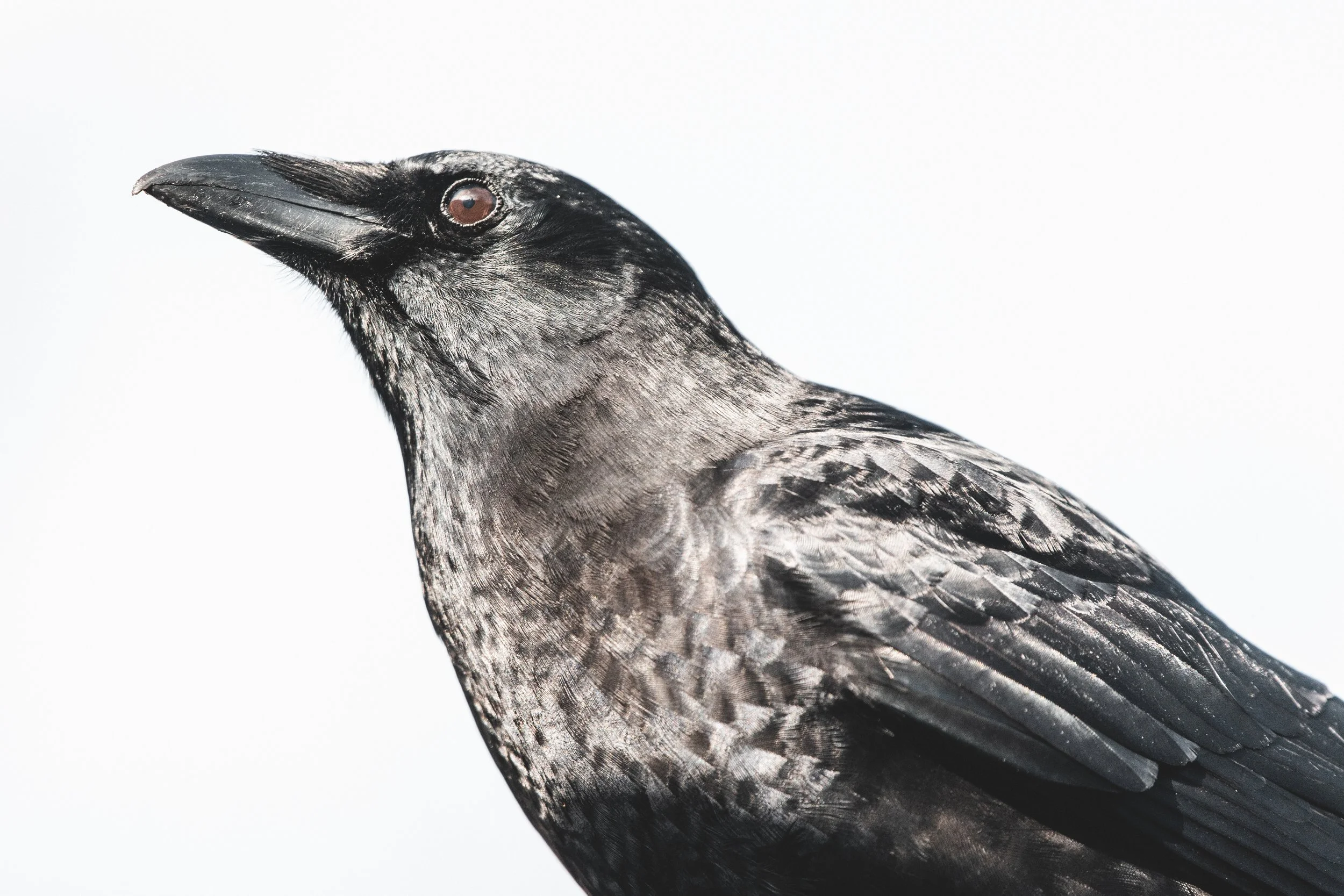 Crow on street 6-0600.jpg