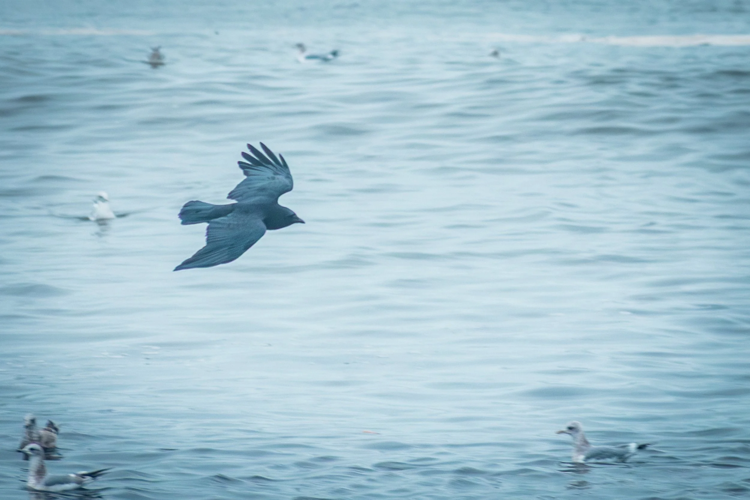 Creatures CrowFlying over Water-5444.jpg