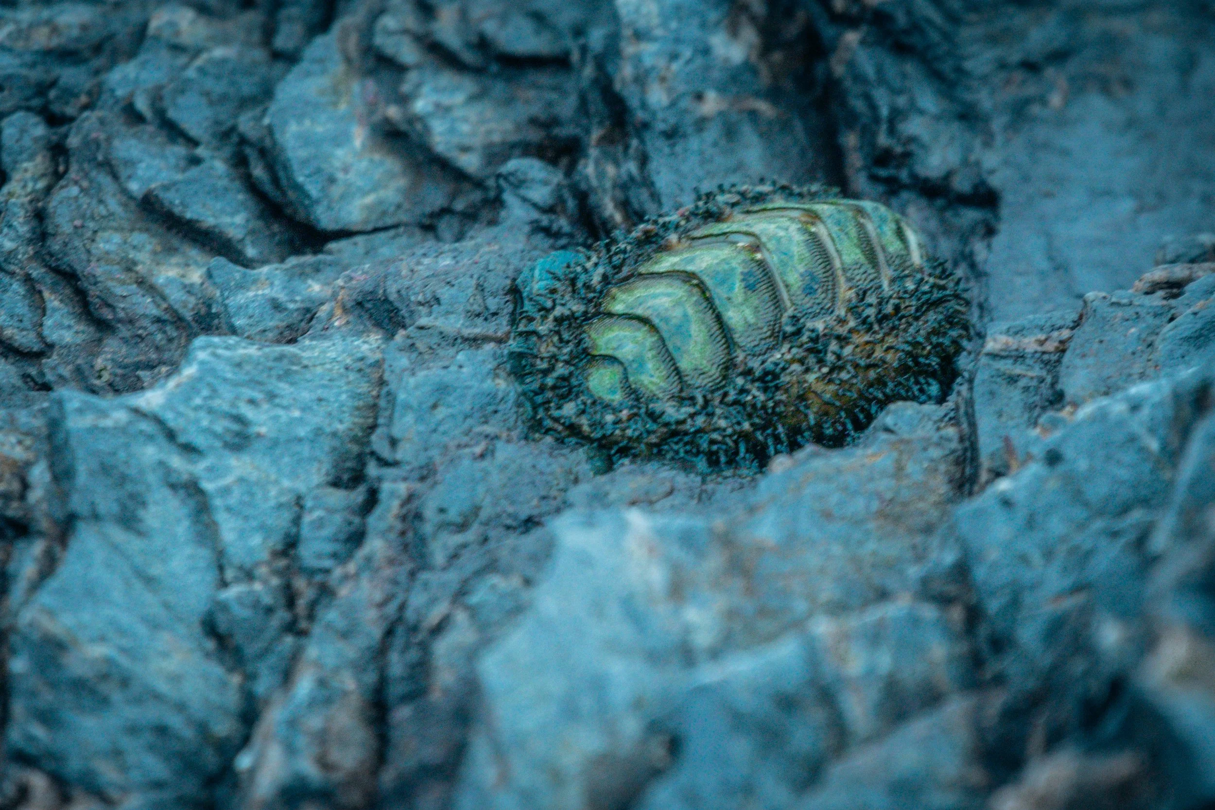 BOtany Bay Sea Creature-6037.jpg